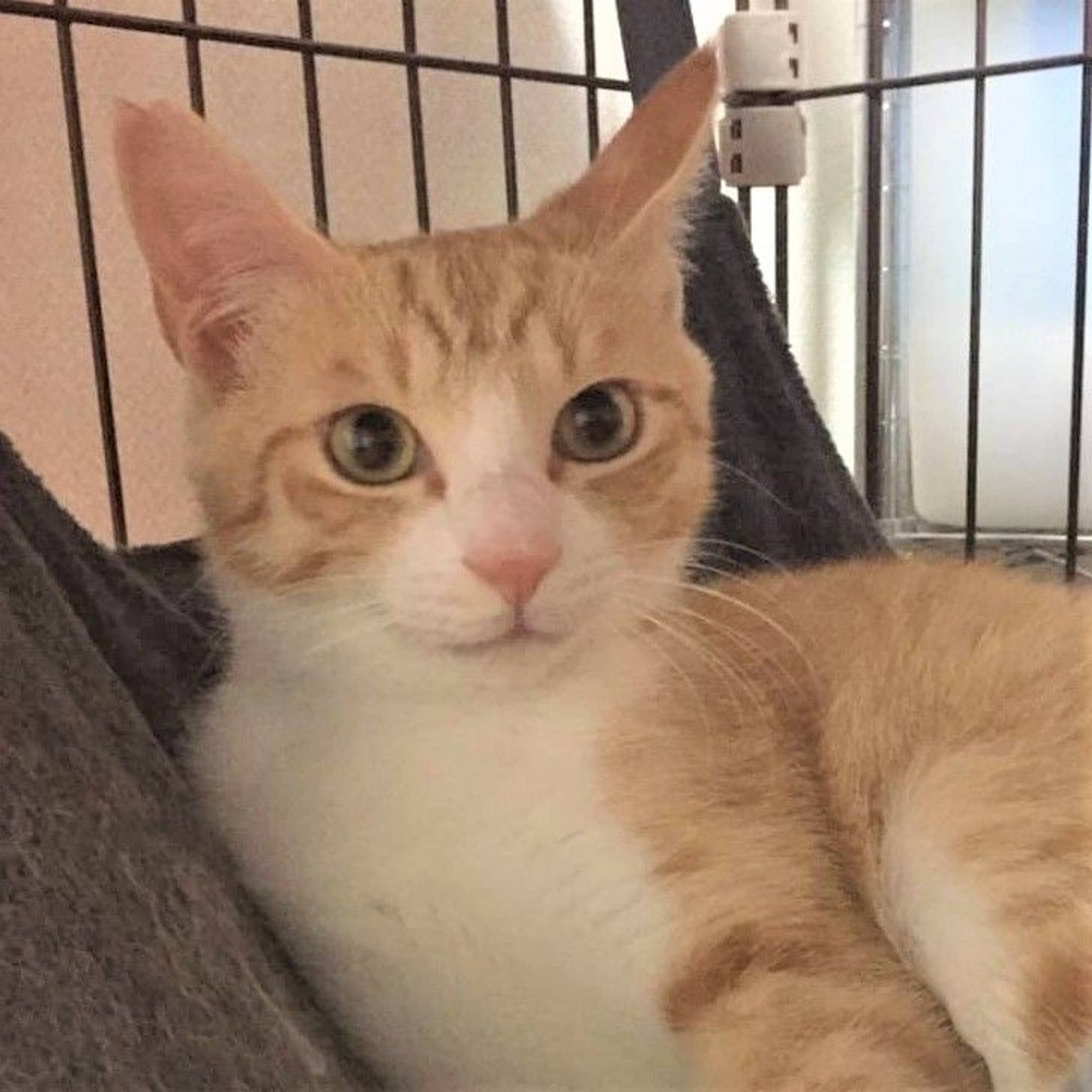 雑種（ミックス猫）・オスの里親募集の写真