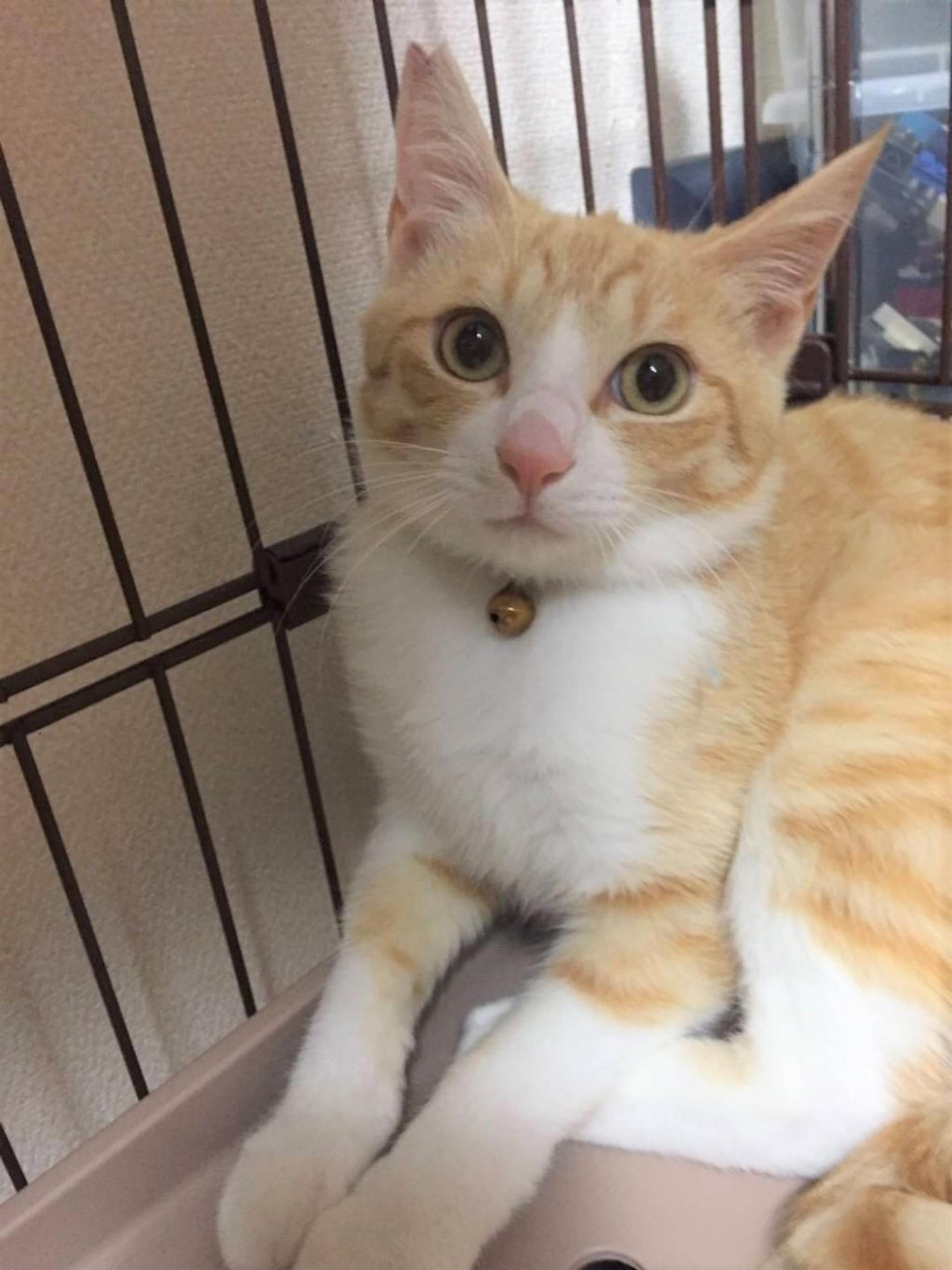 pet-image-2