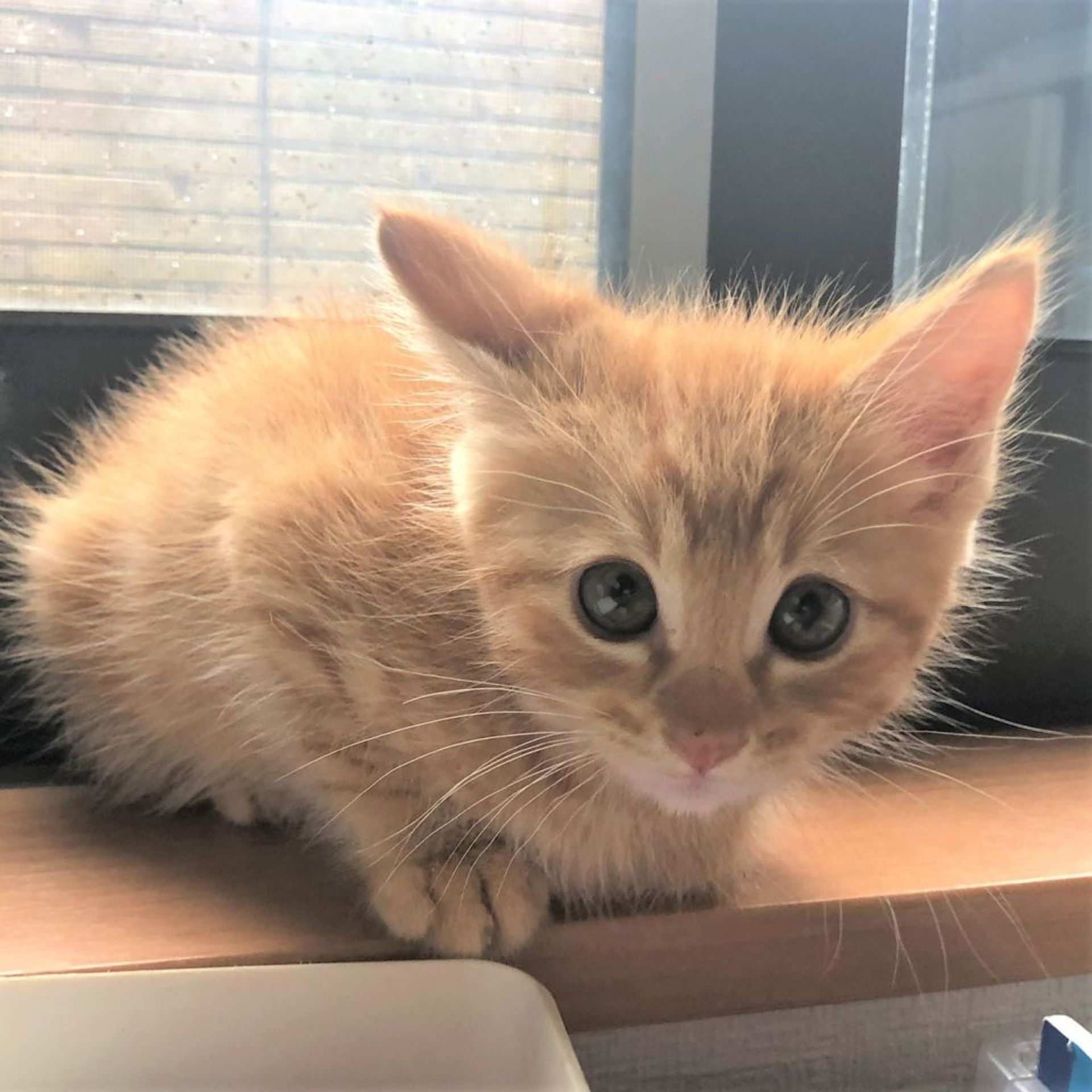 雑種（ミックス猫）・オスの里親募集の写真