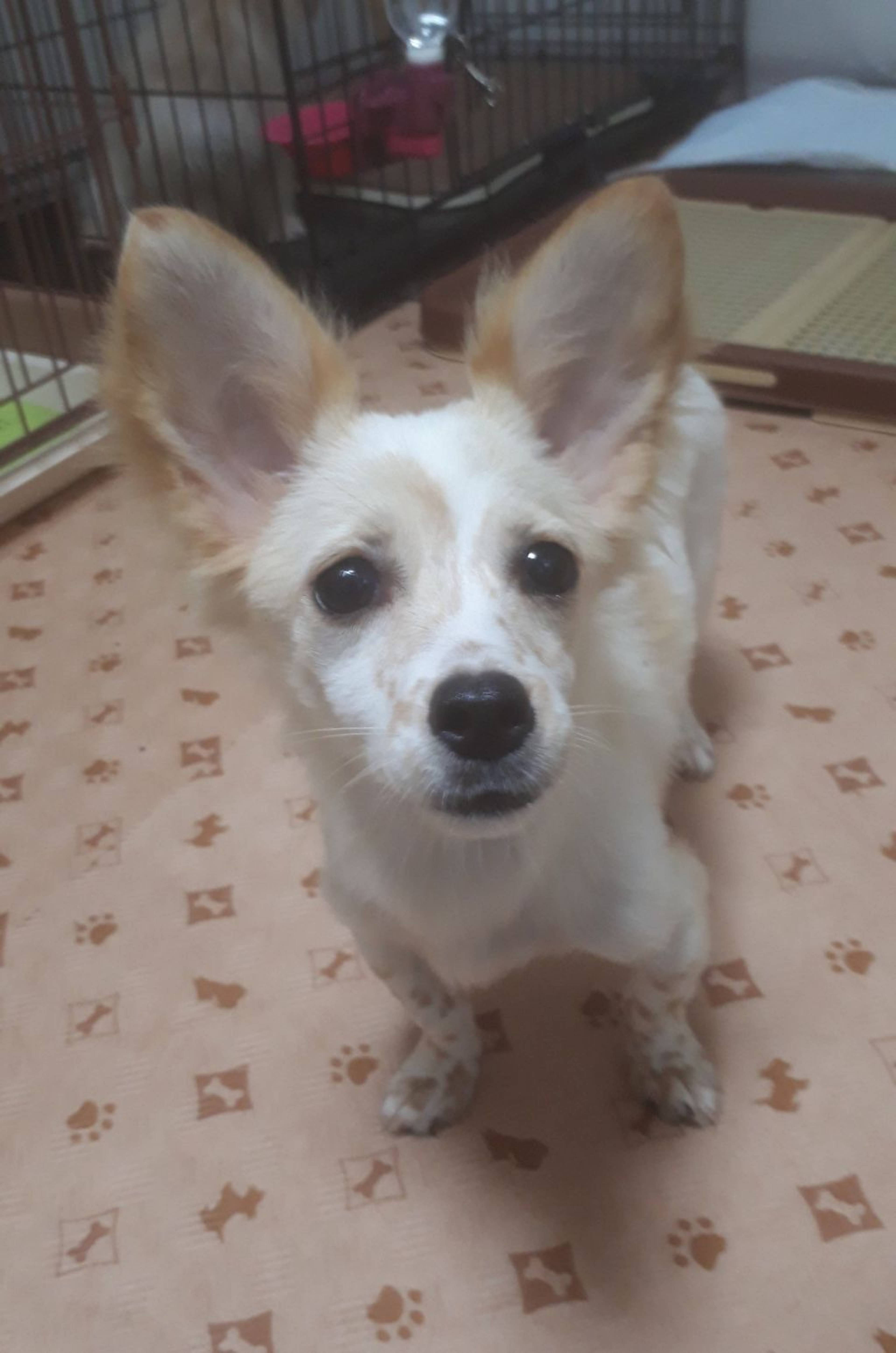 雑種（ミックス犬）・メスの里親募集の写真