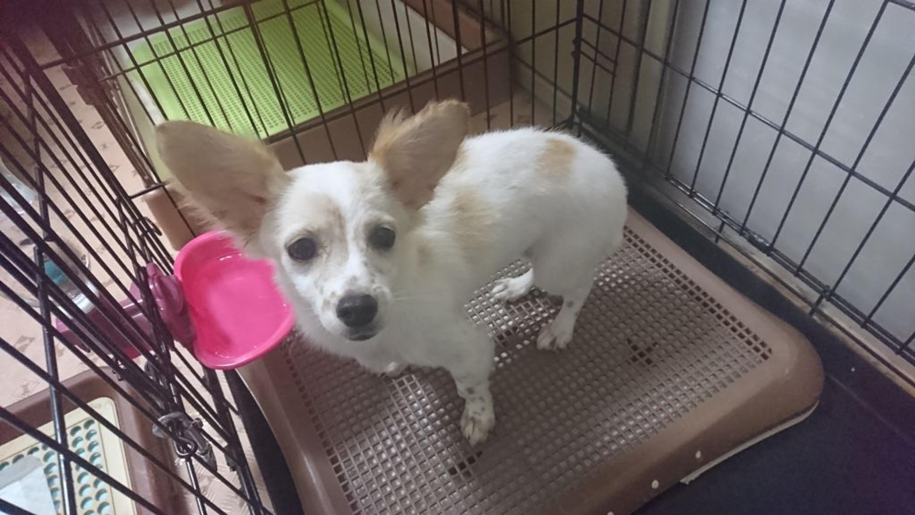 pet-image-2
