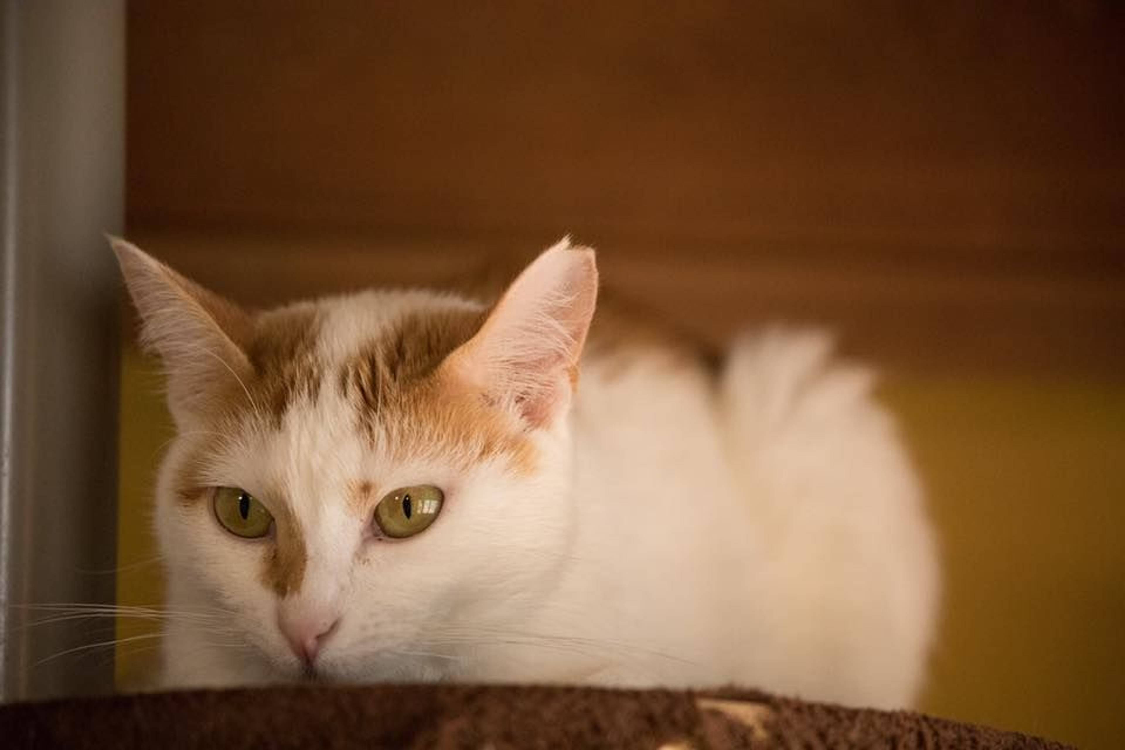 雑種（ミックス猫）・メスの里親募集の写真