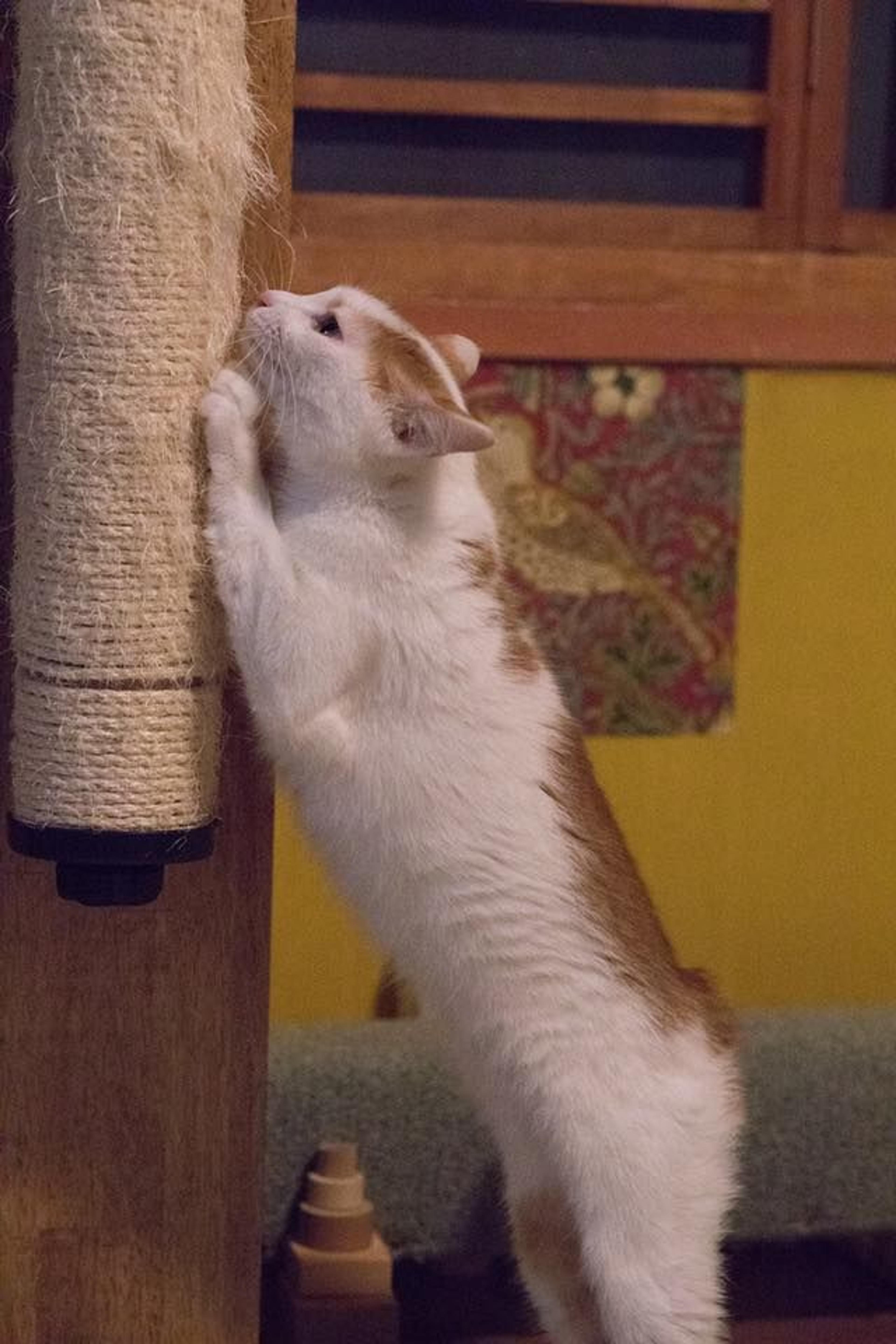 pet-image-3