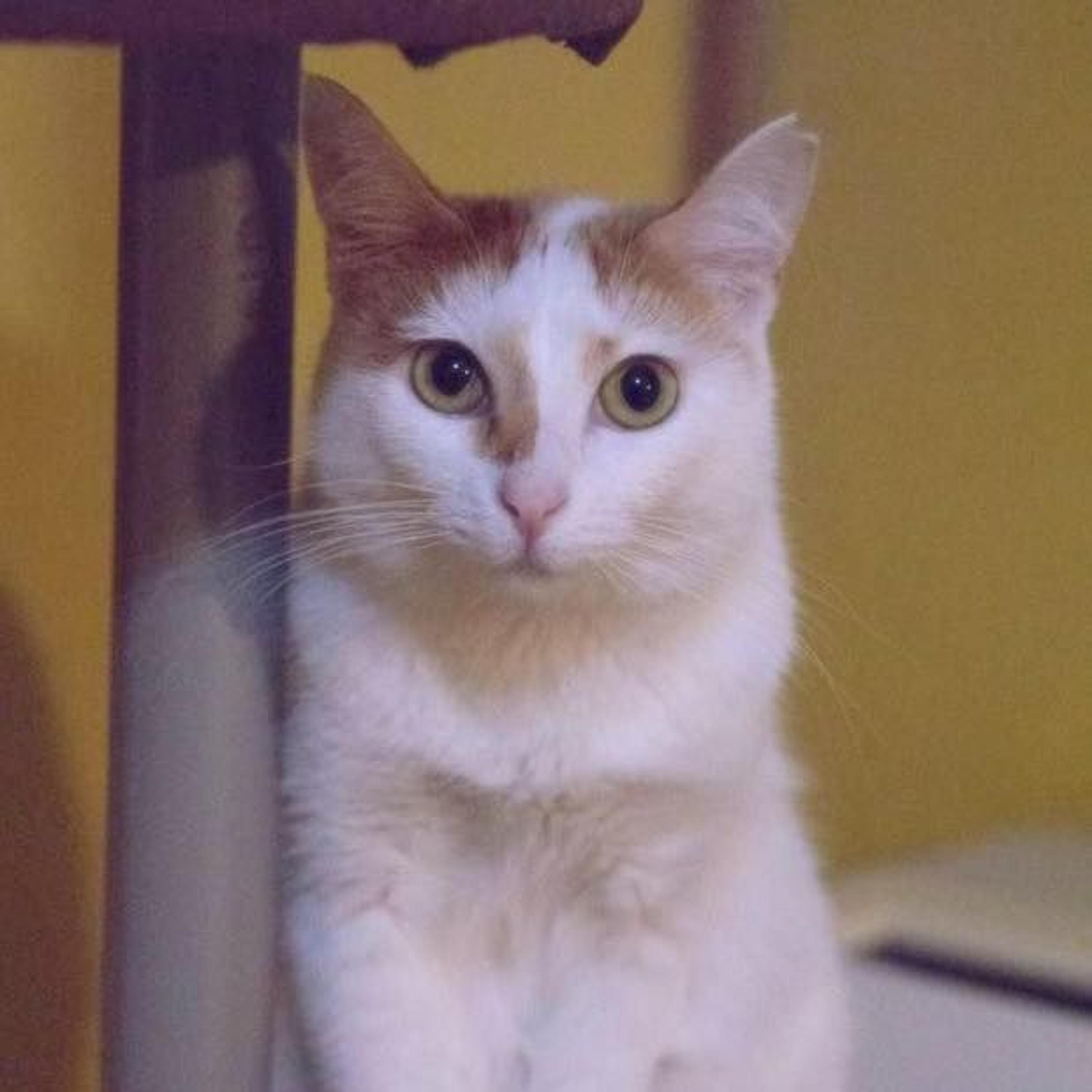pet-image-2