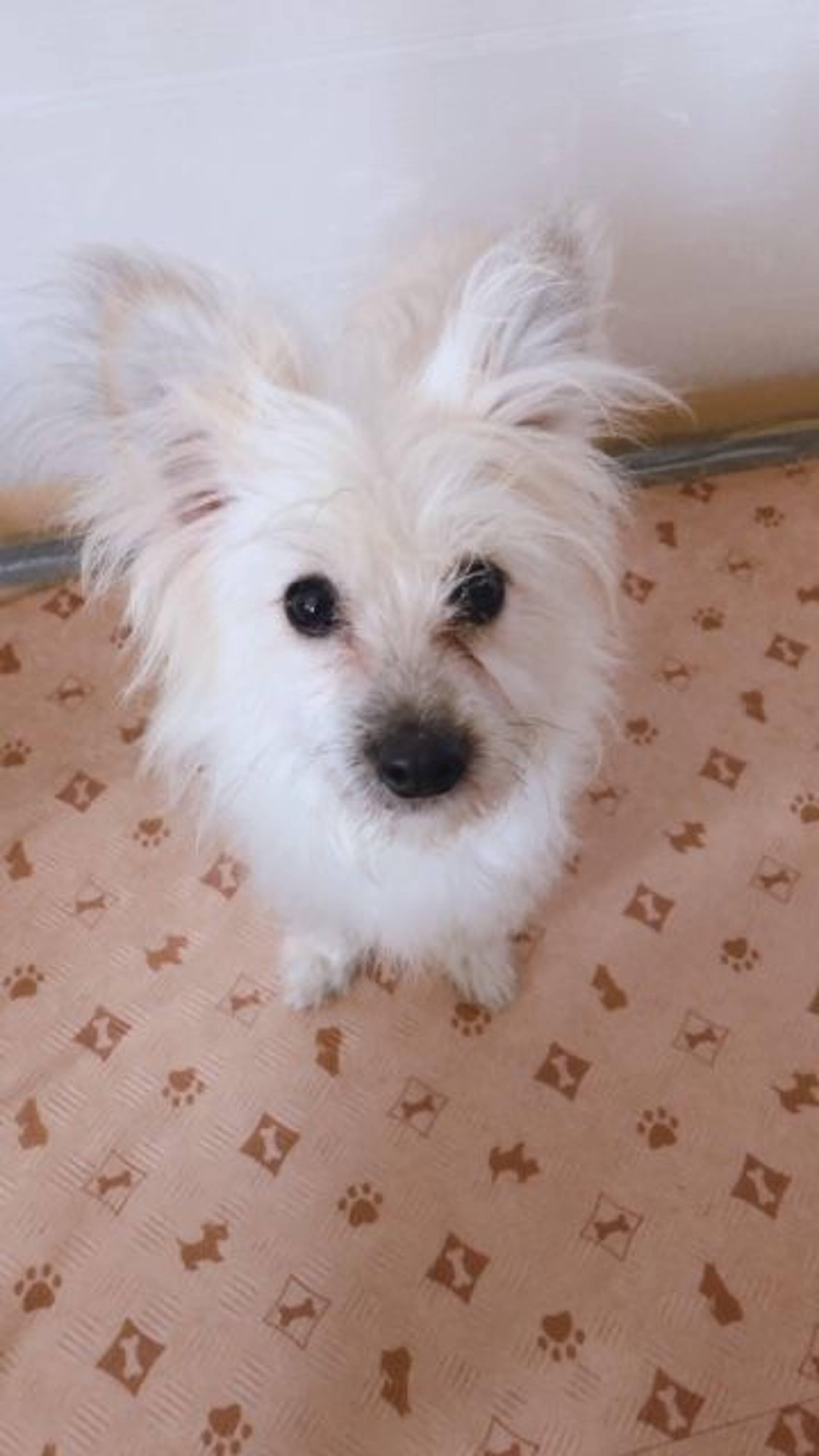 雑種（ミックス犬）・オスの里親募集の写真