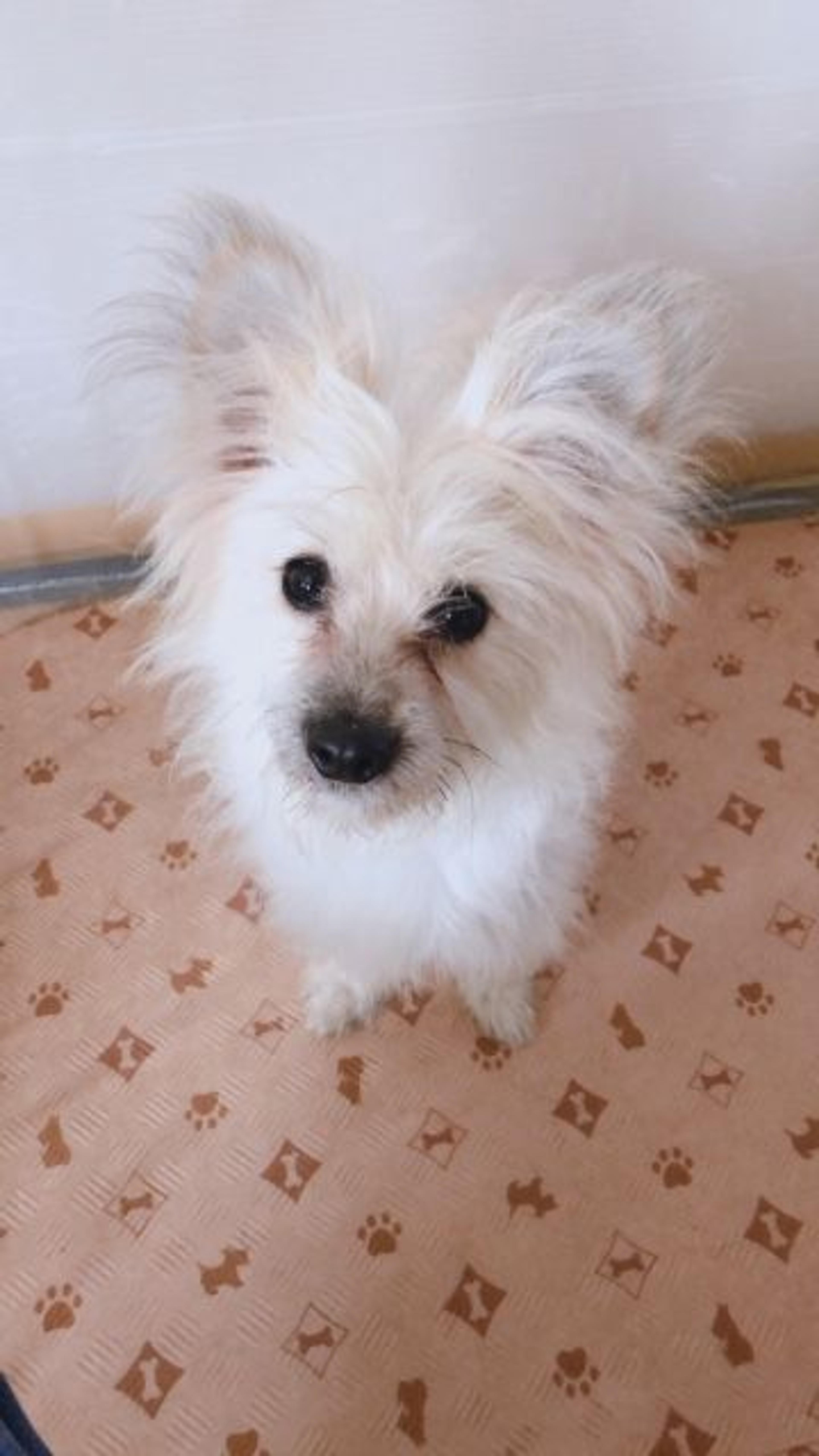 pet-image-2
