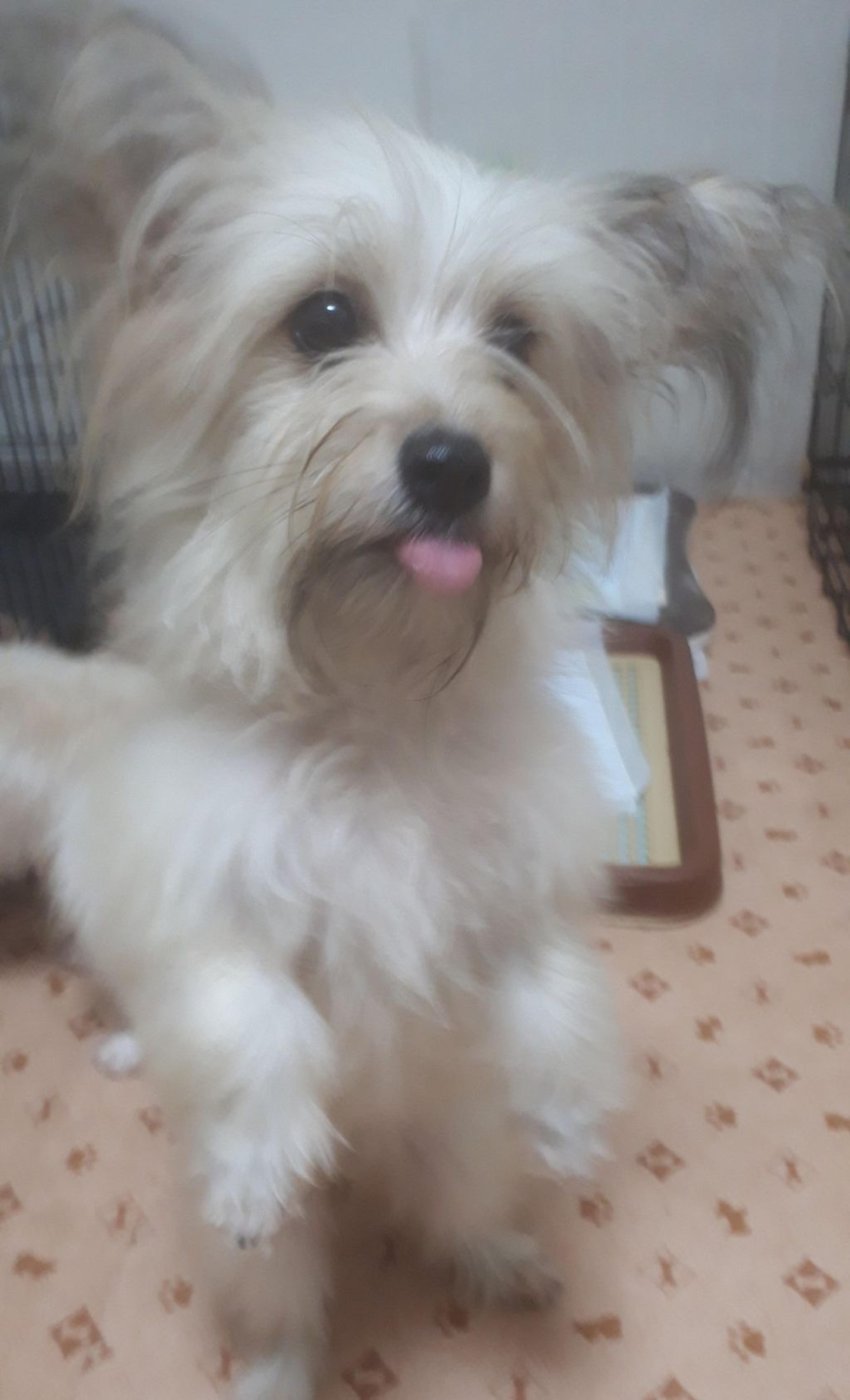 pet-image-3