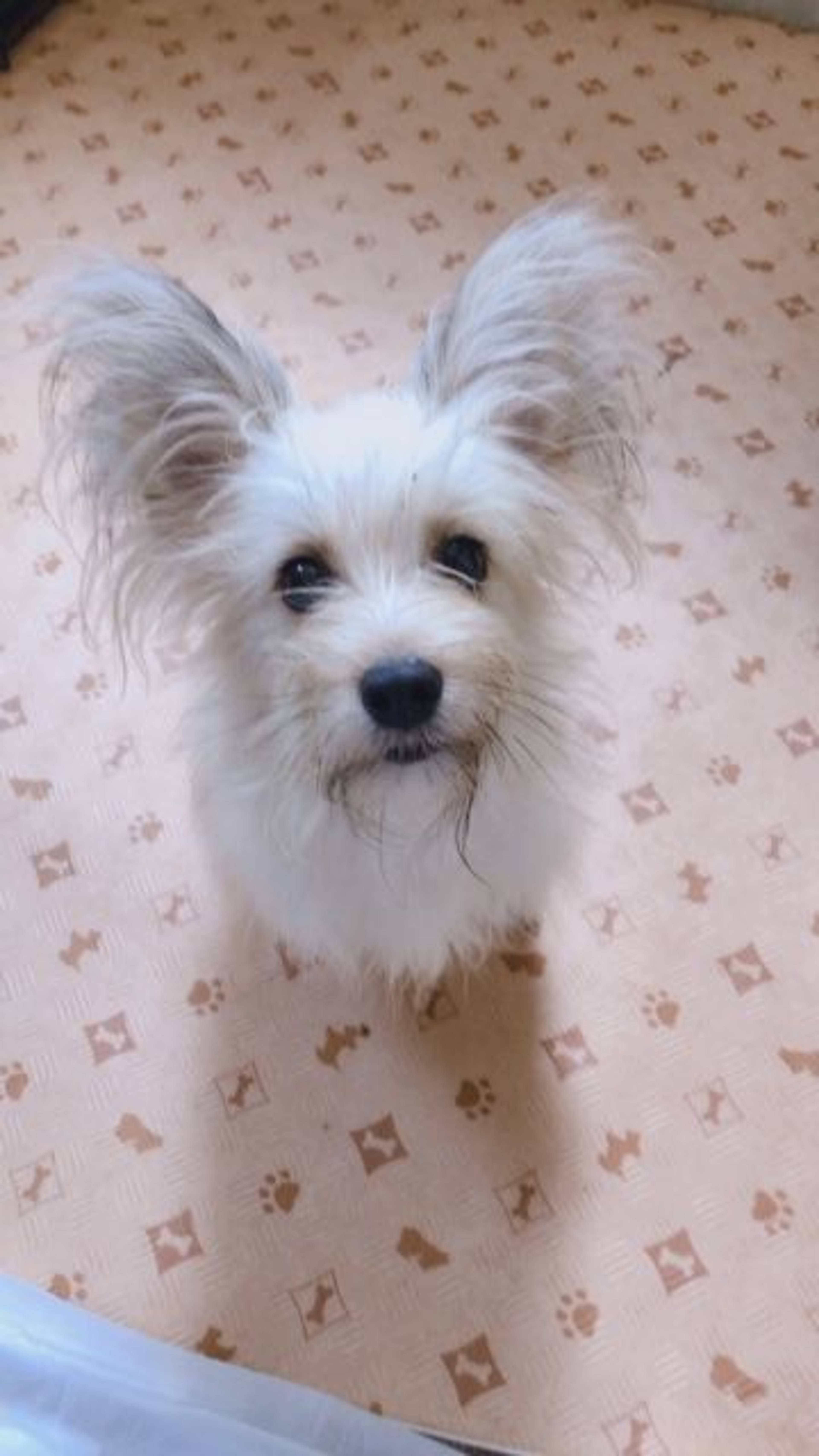 雑種（ミックス犬）・オスの里親募集の写真