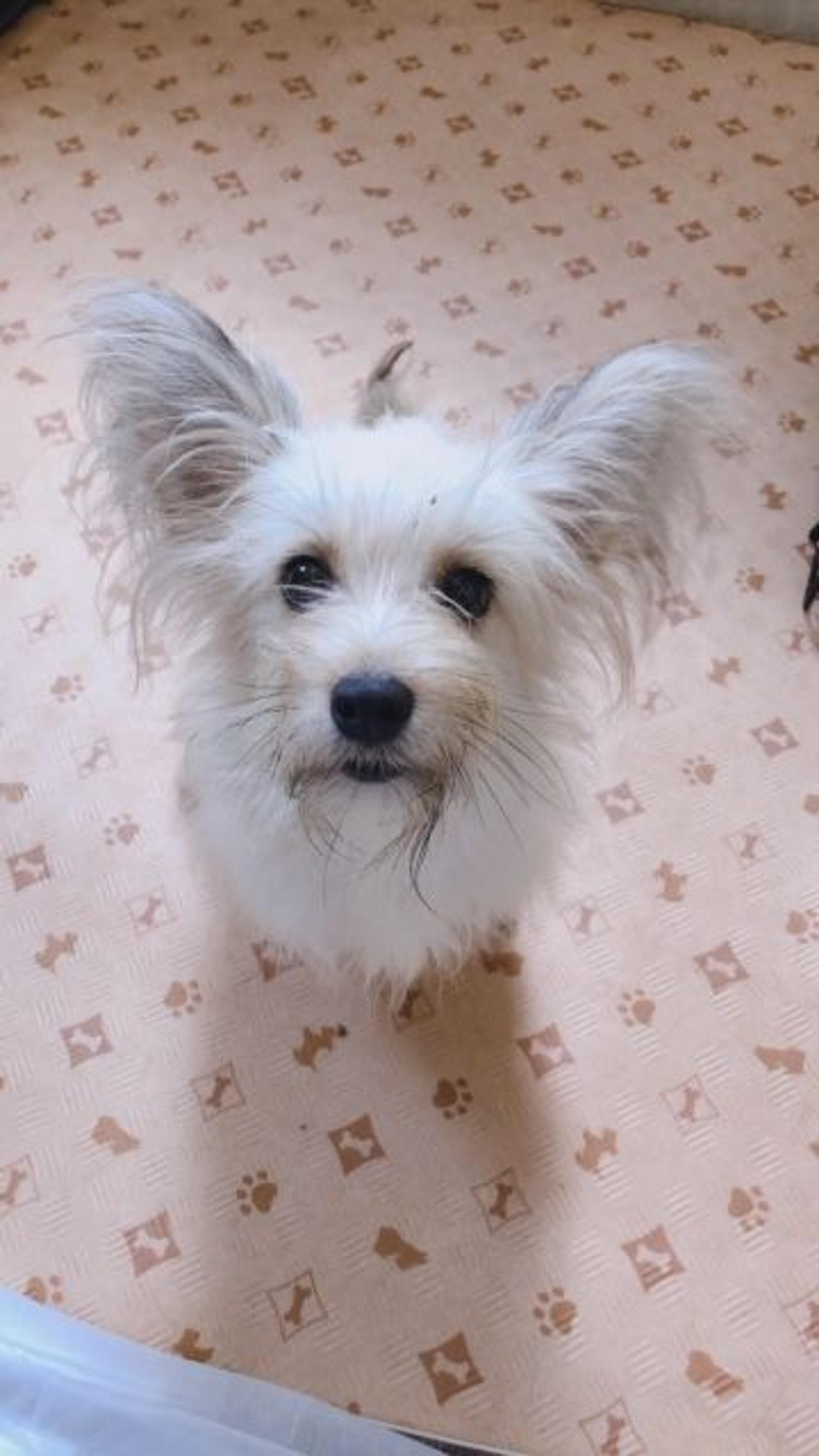 pet-image-2