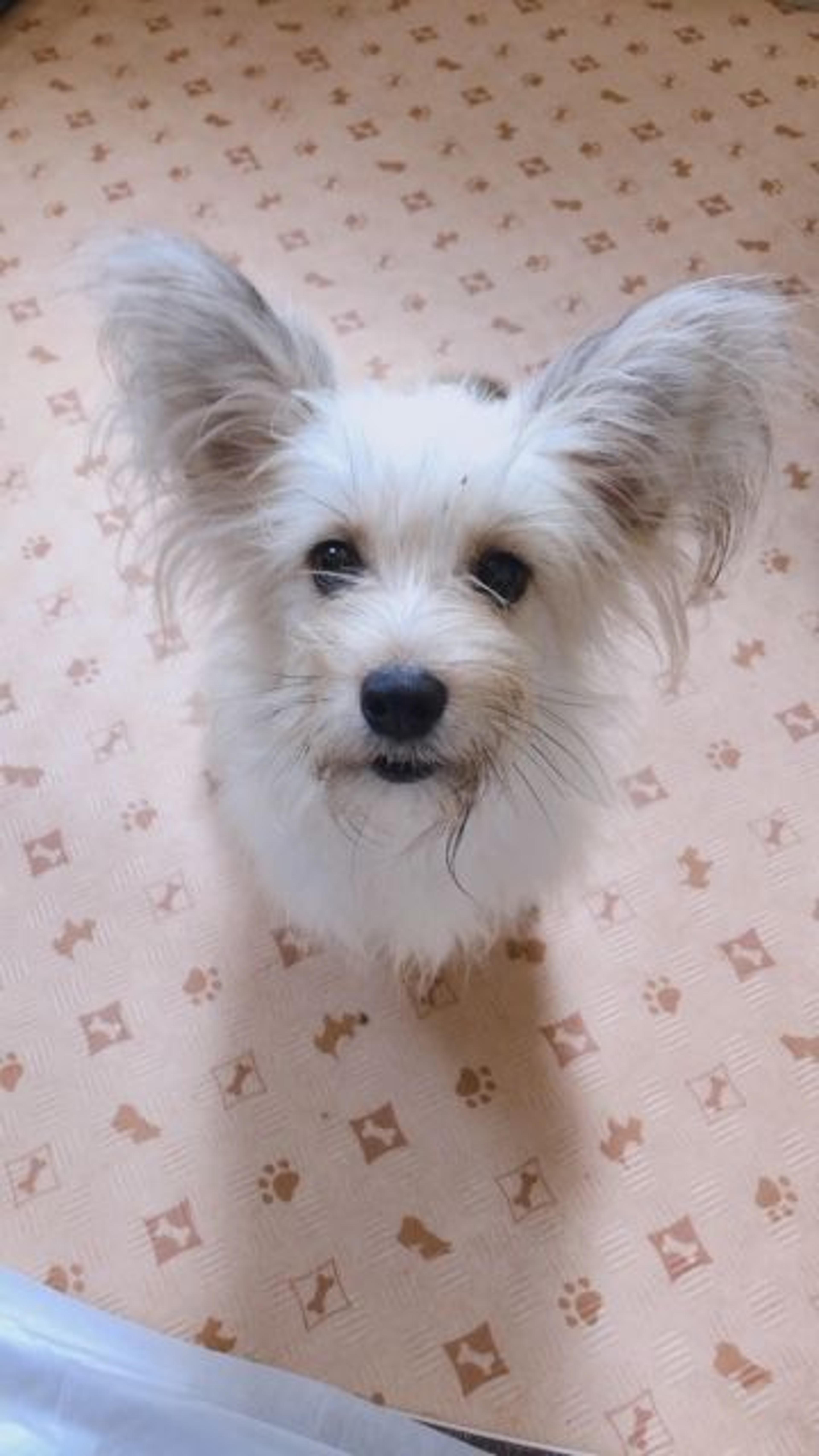 pet-image-3