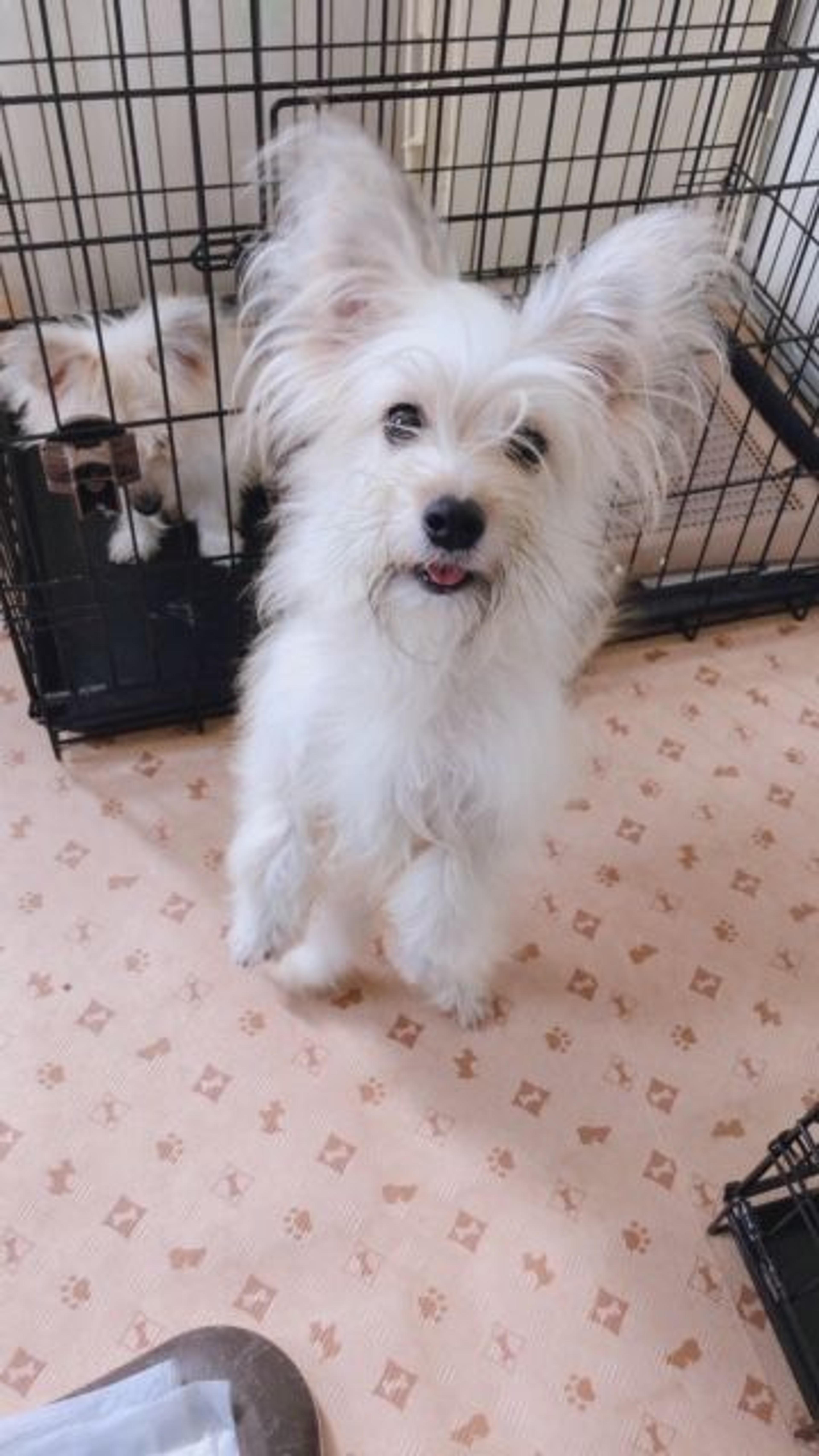 pet-image-4
