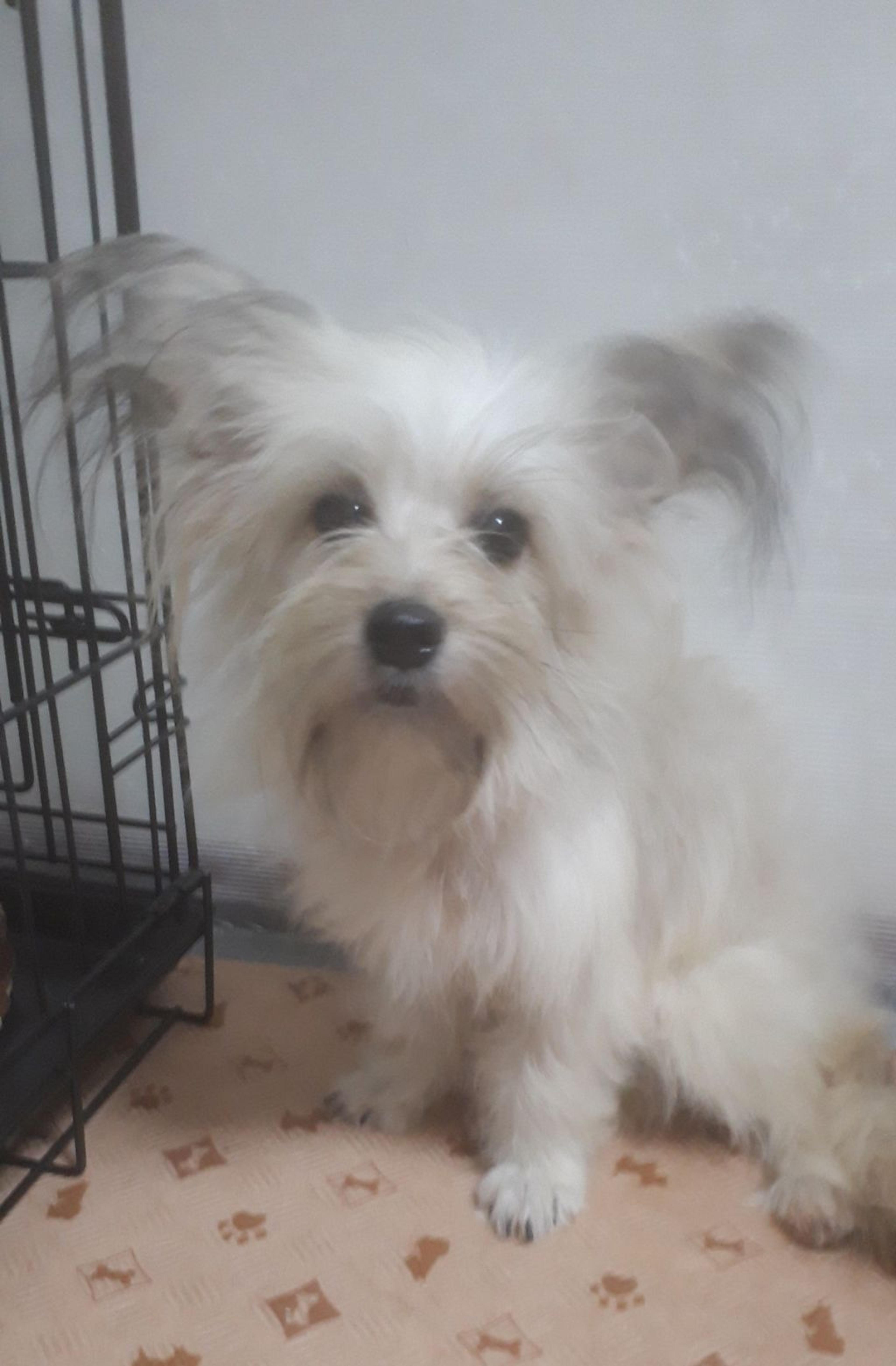 pet-image-5