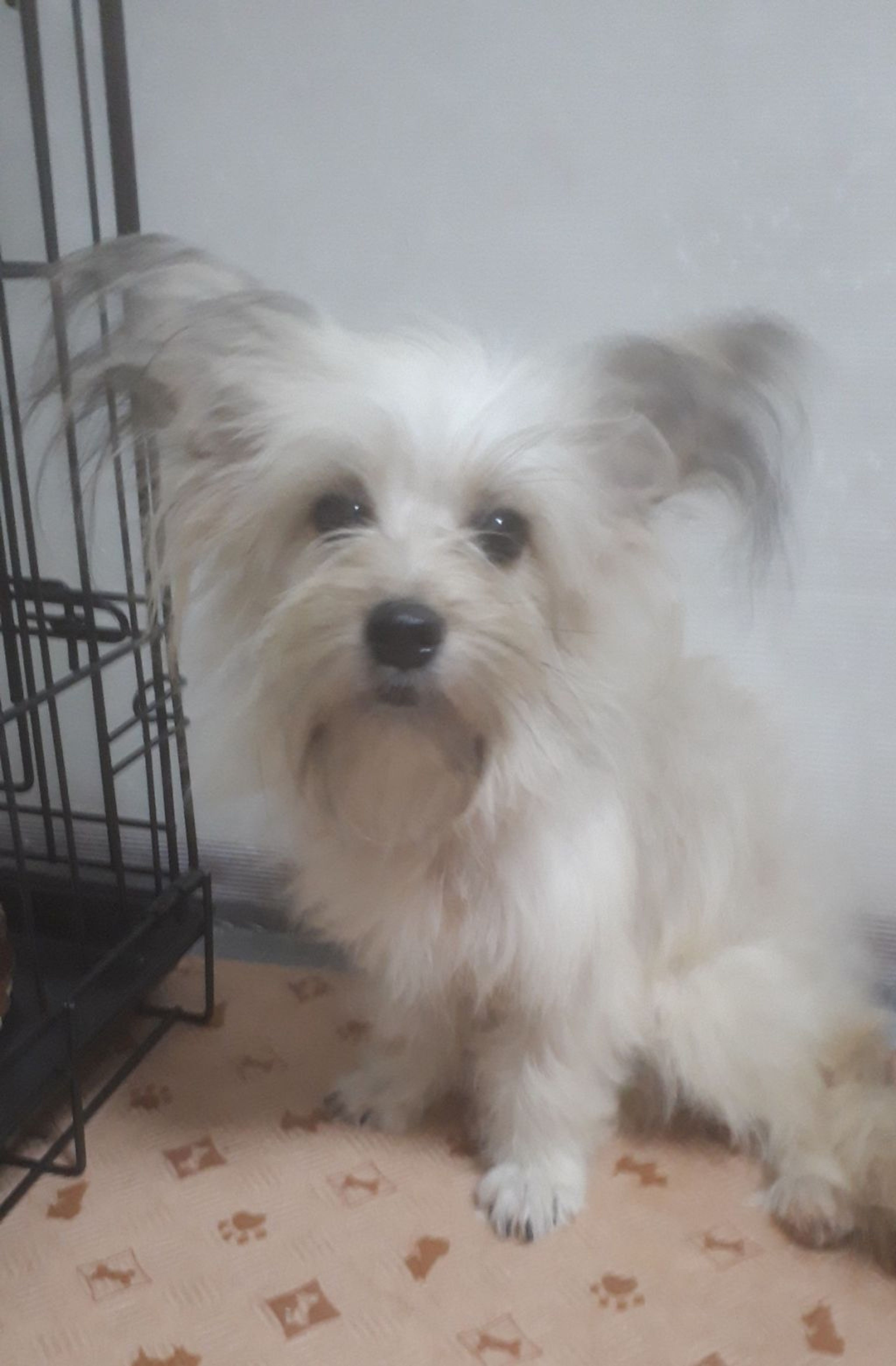 pet-image-5