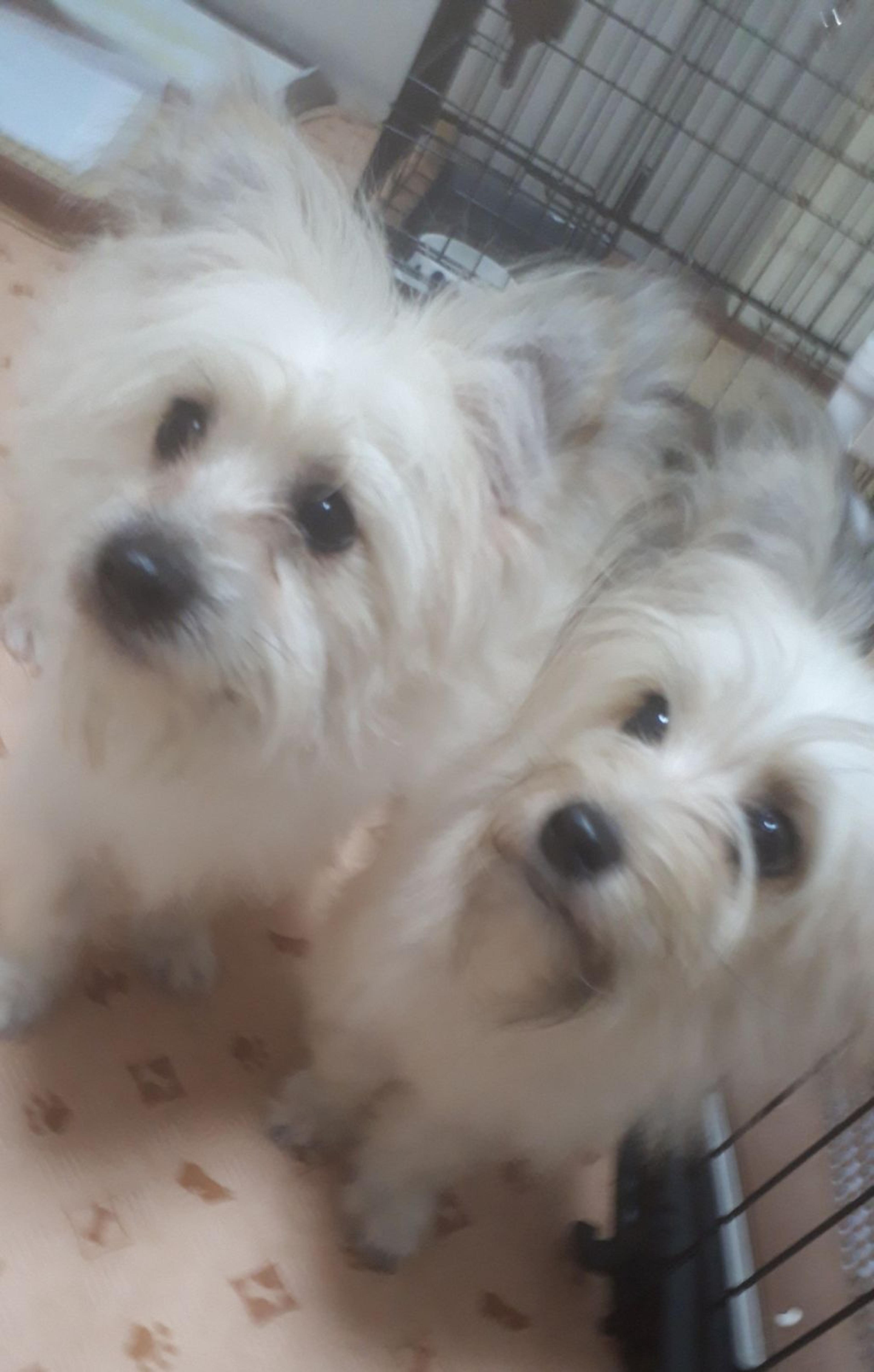 pet-image-6