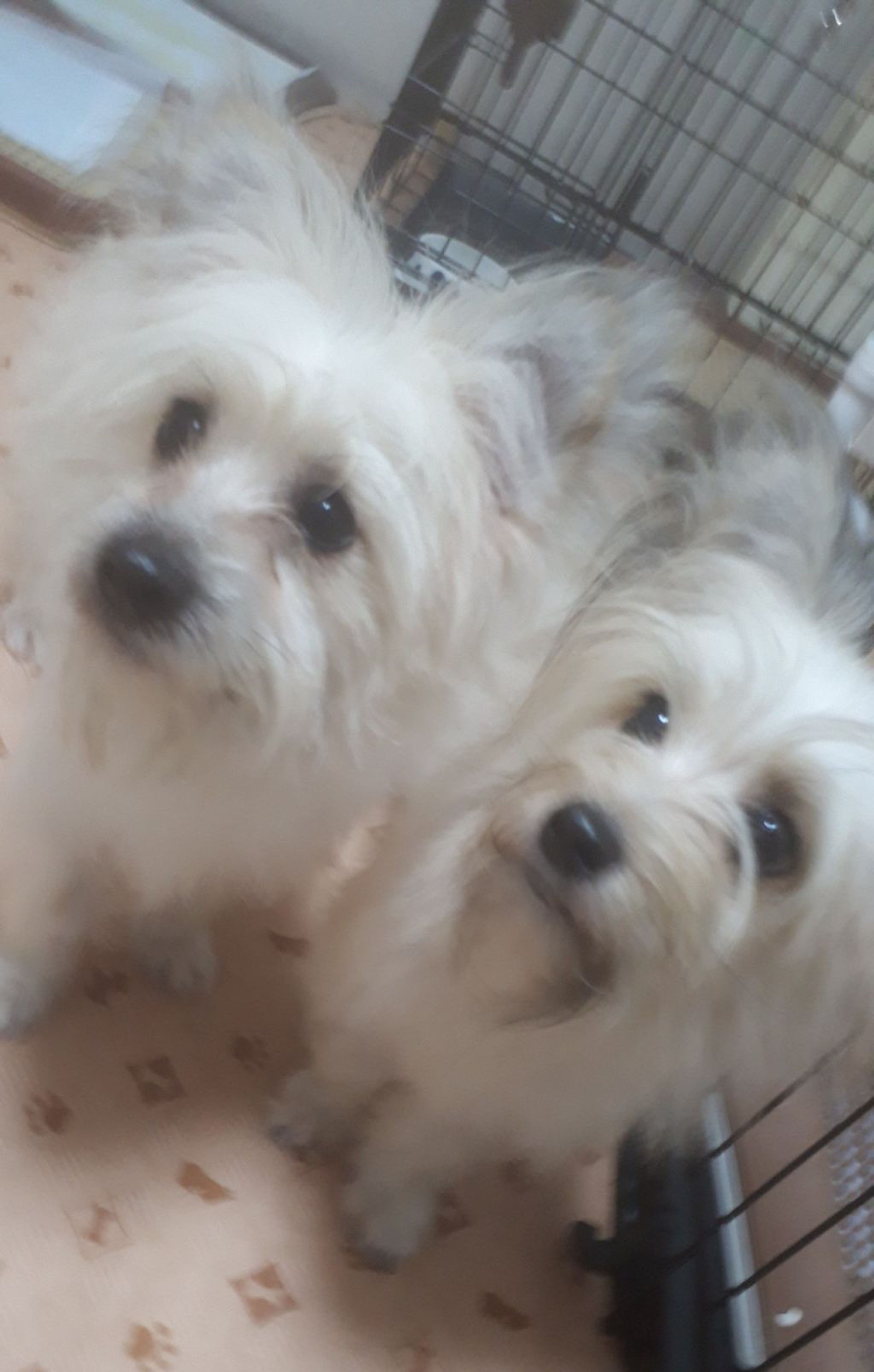 pet-image-6