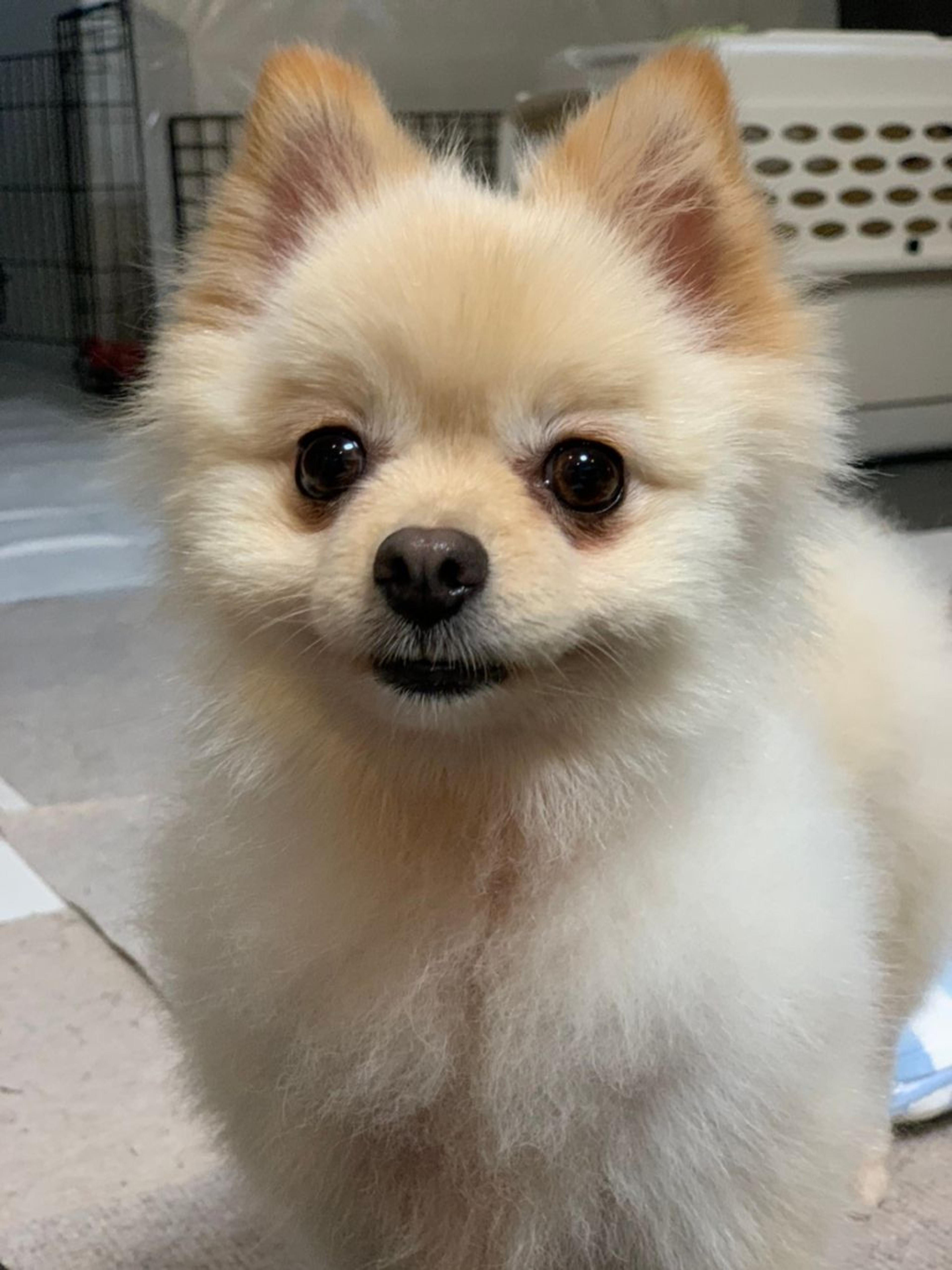 pet-image-2