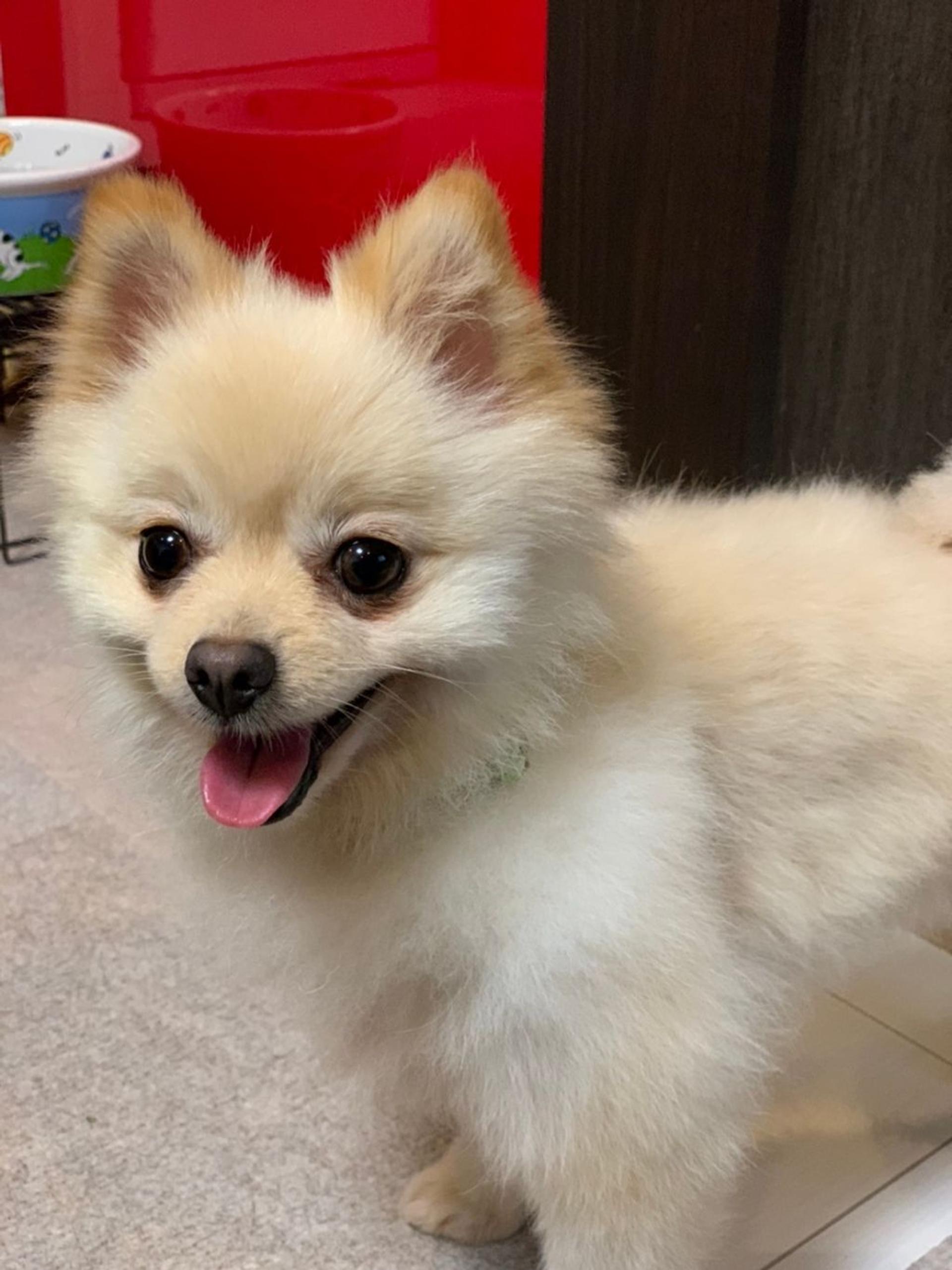 pet-image-3