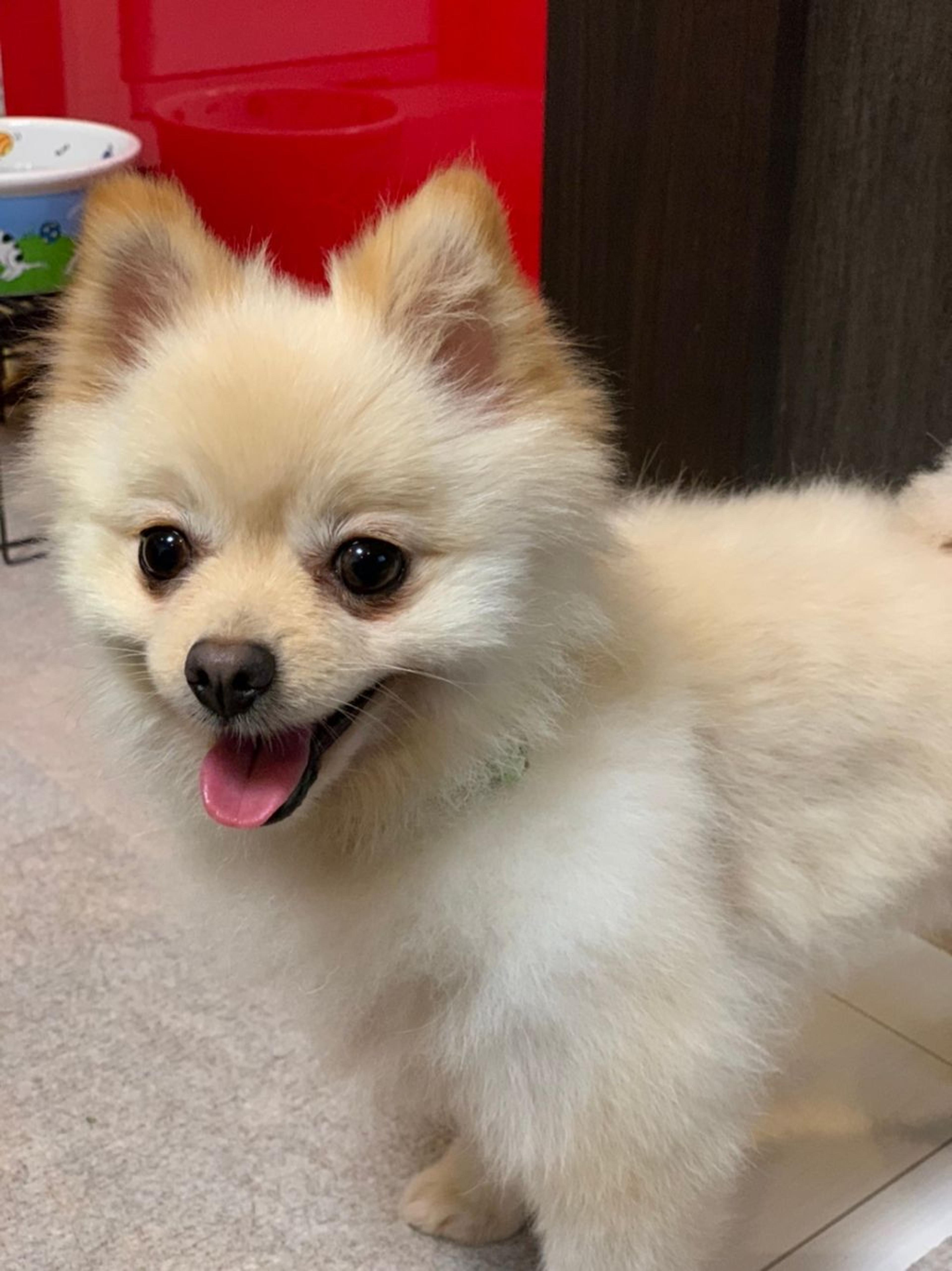pet-image-3