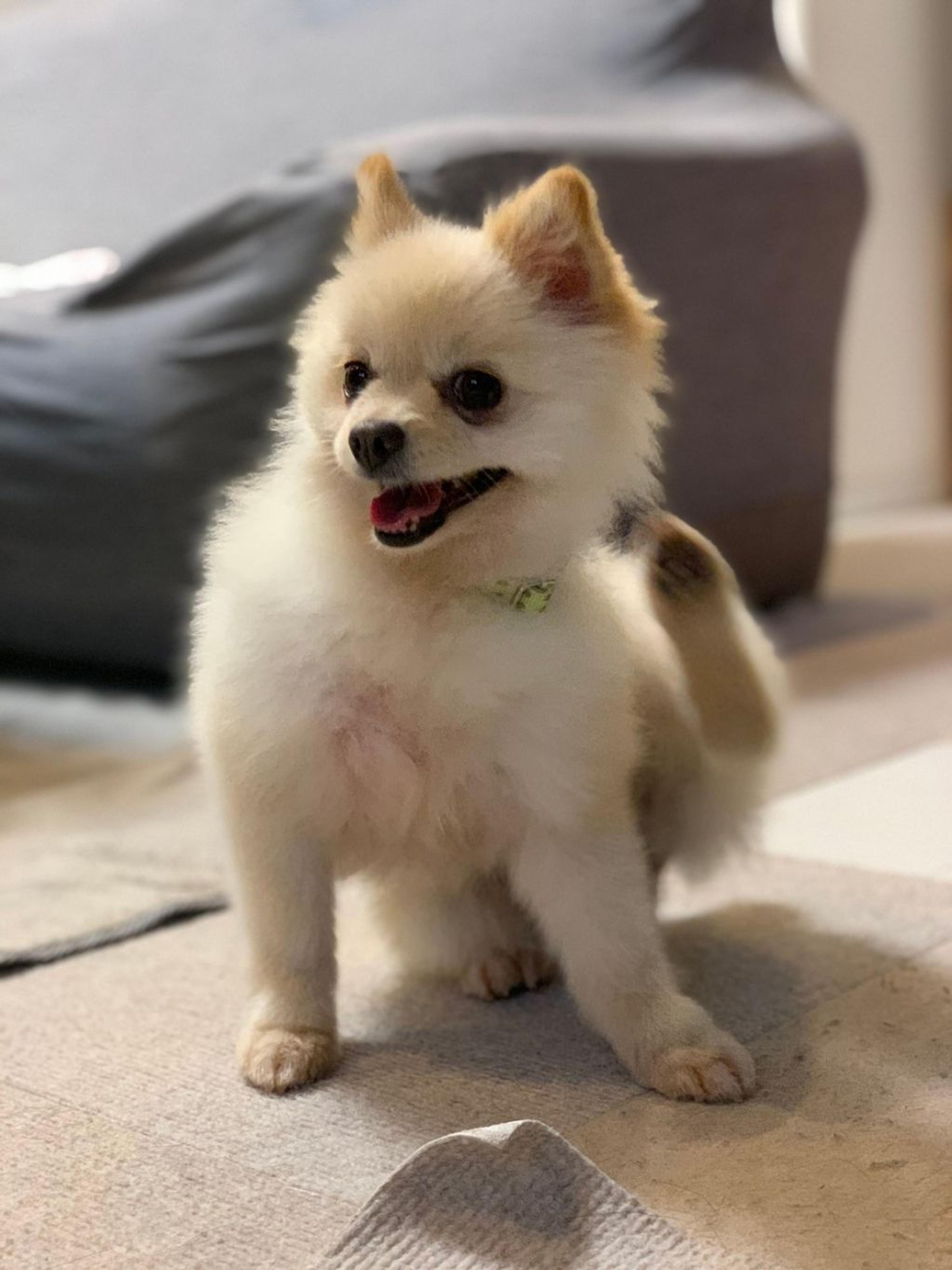 pet-image-4