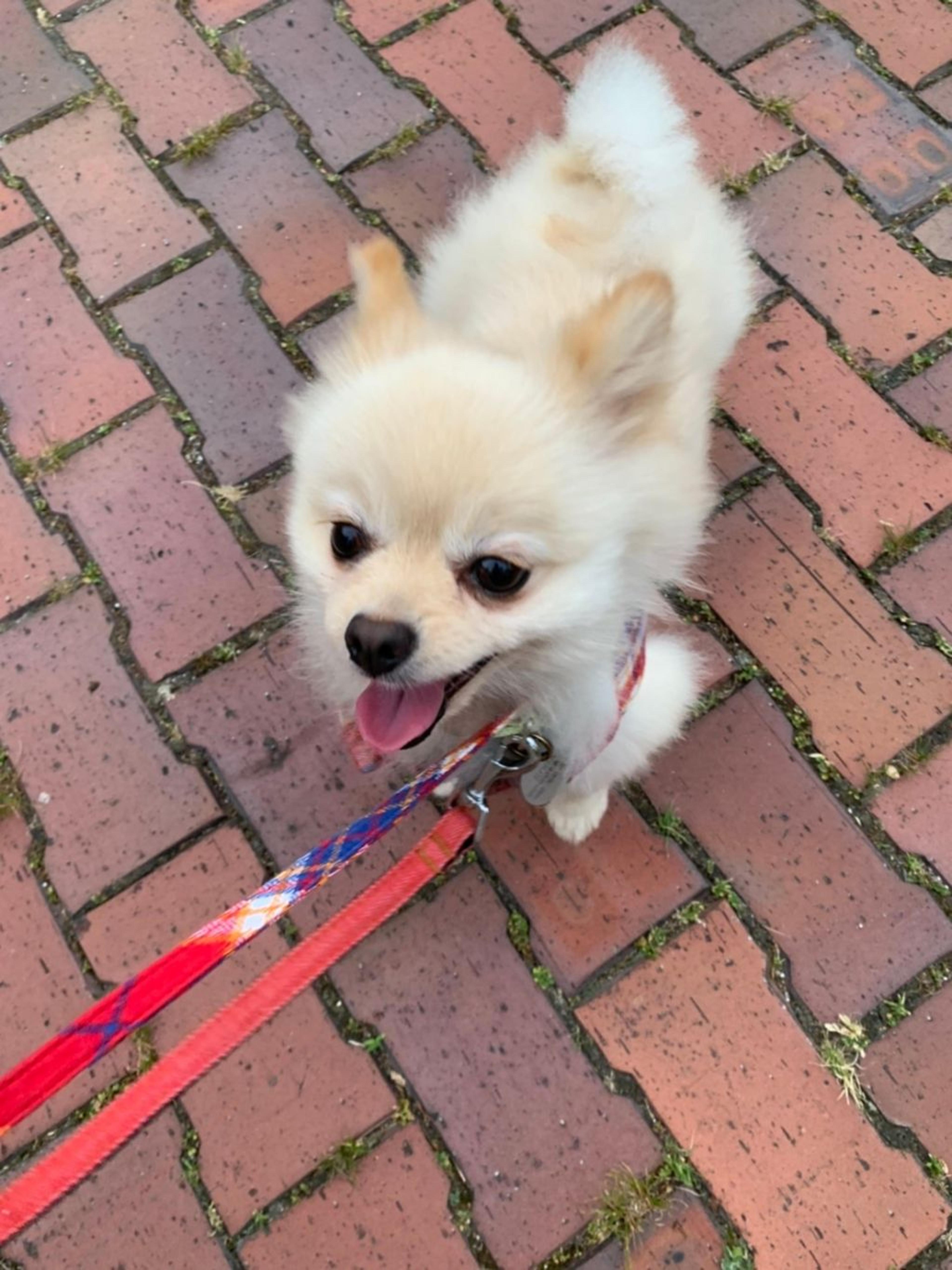 pet-image-6