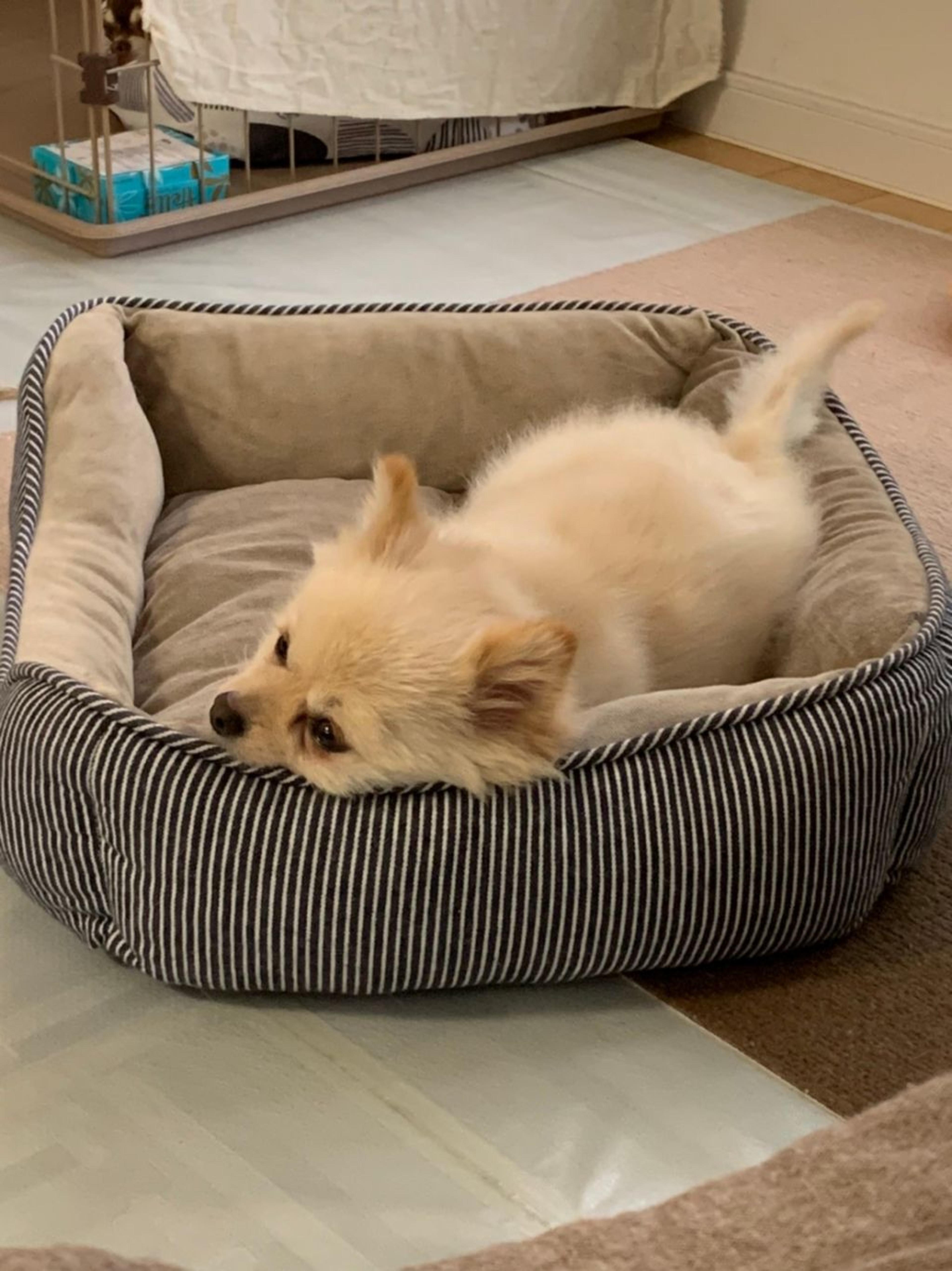 pet-image-8
