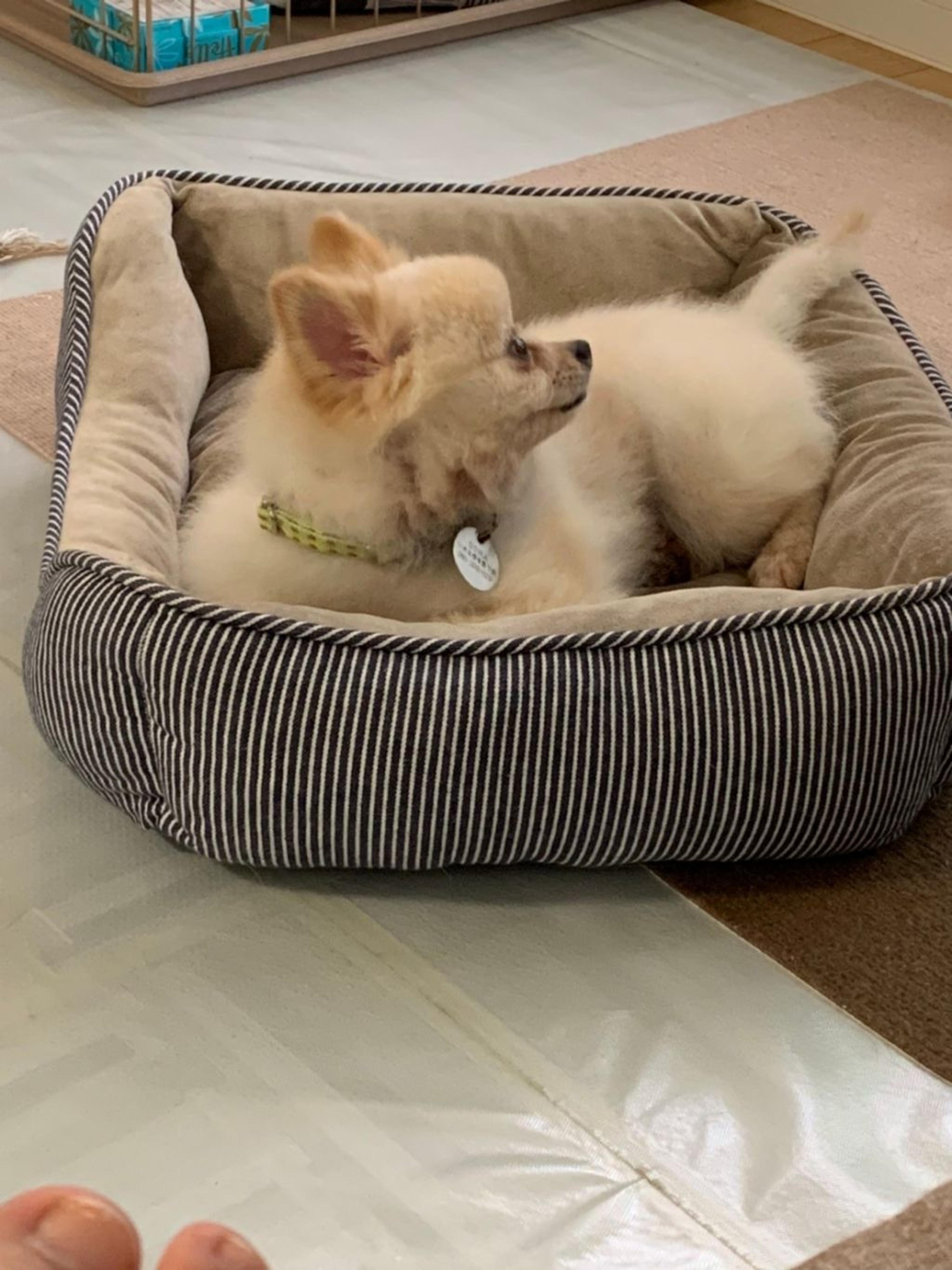 pet-image-9