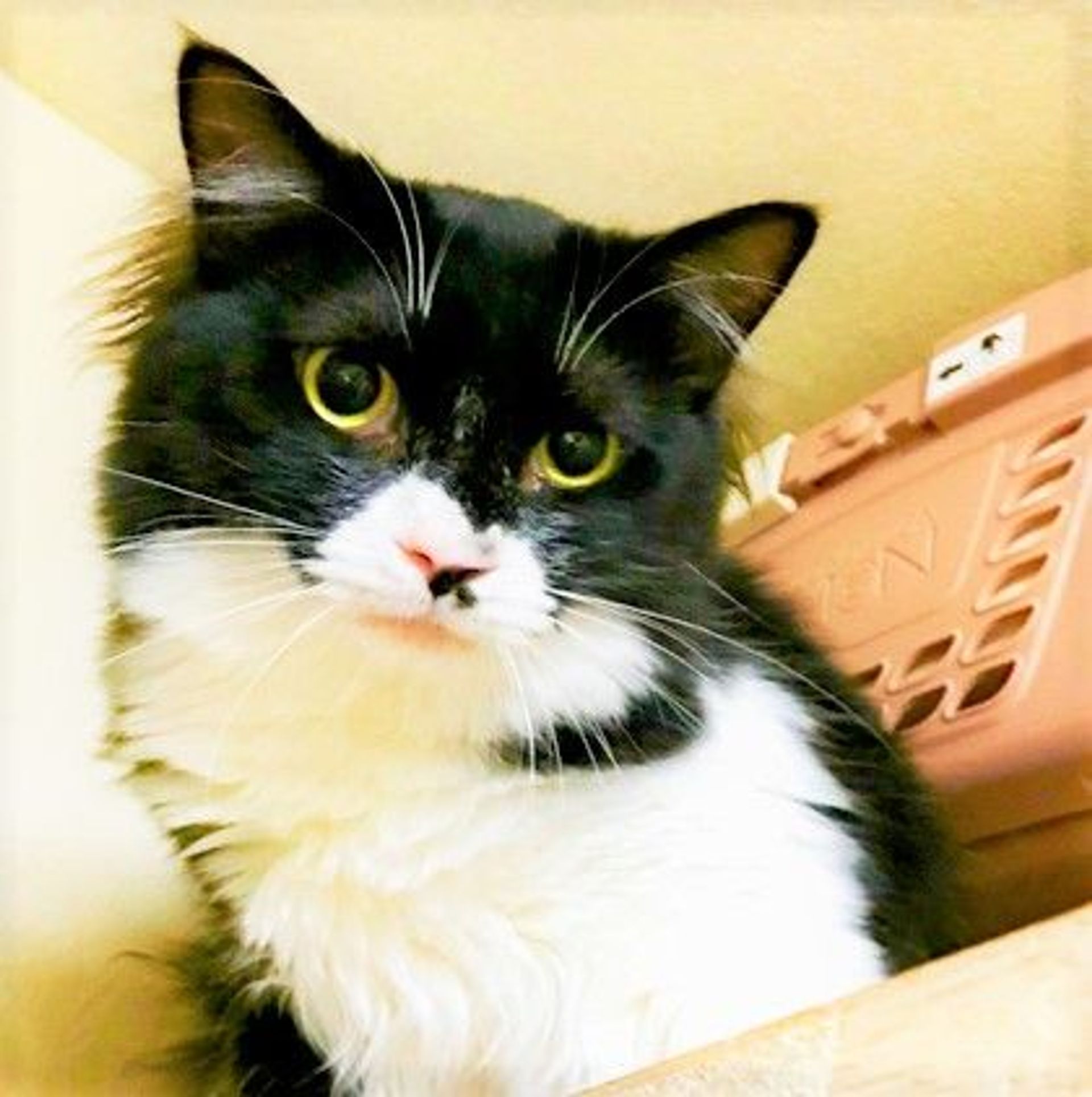 雑種（ミックス猫）・メスの里親募集の写真