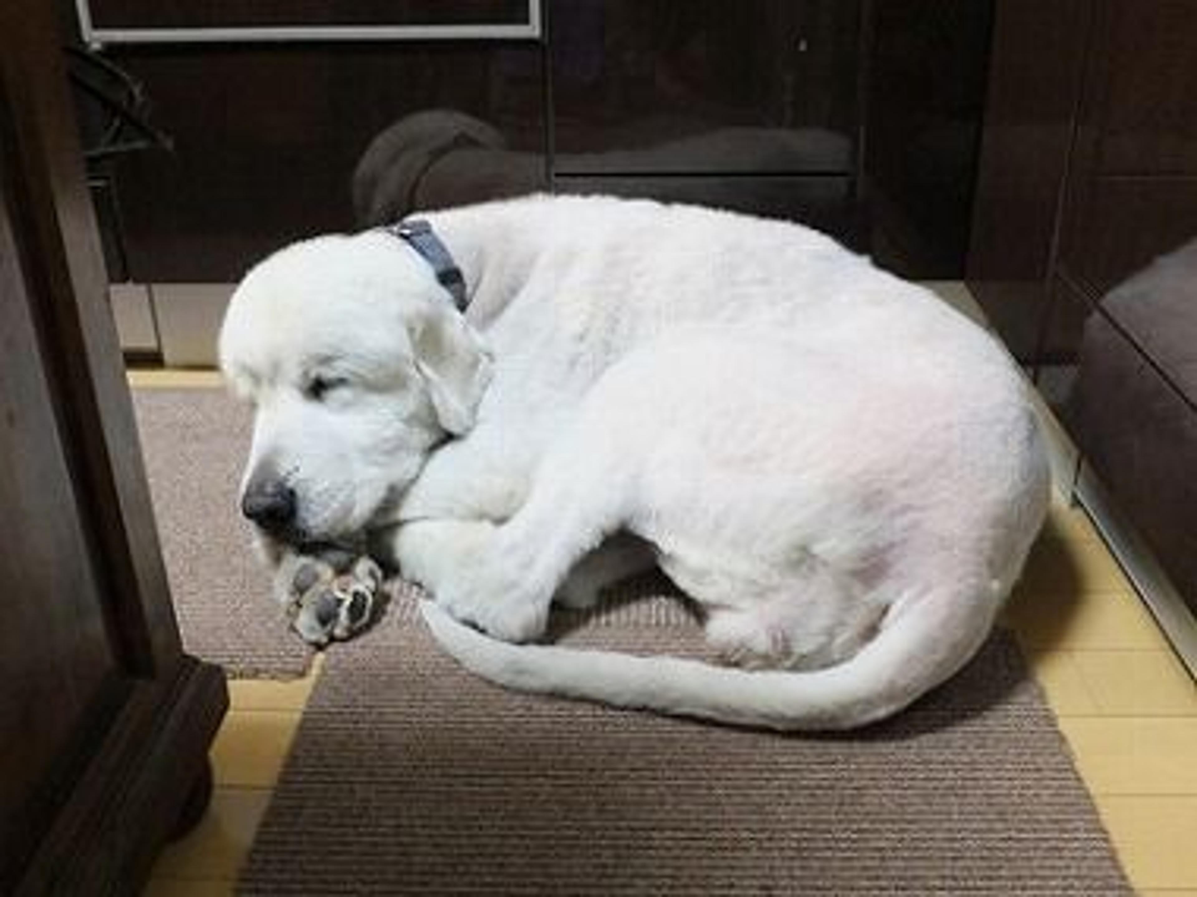 pet-image-3
