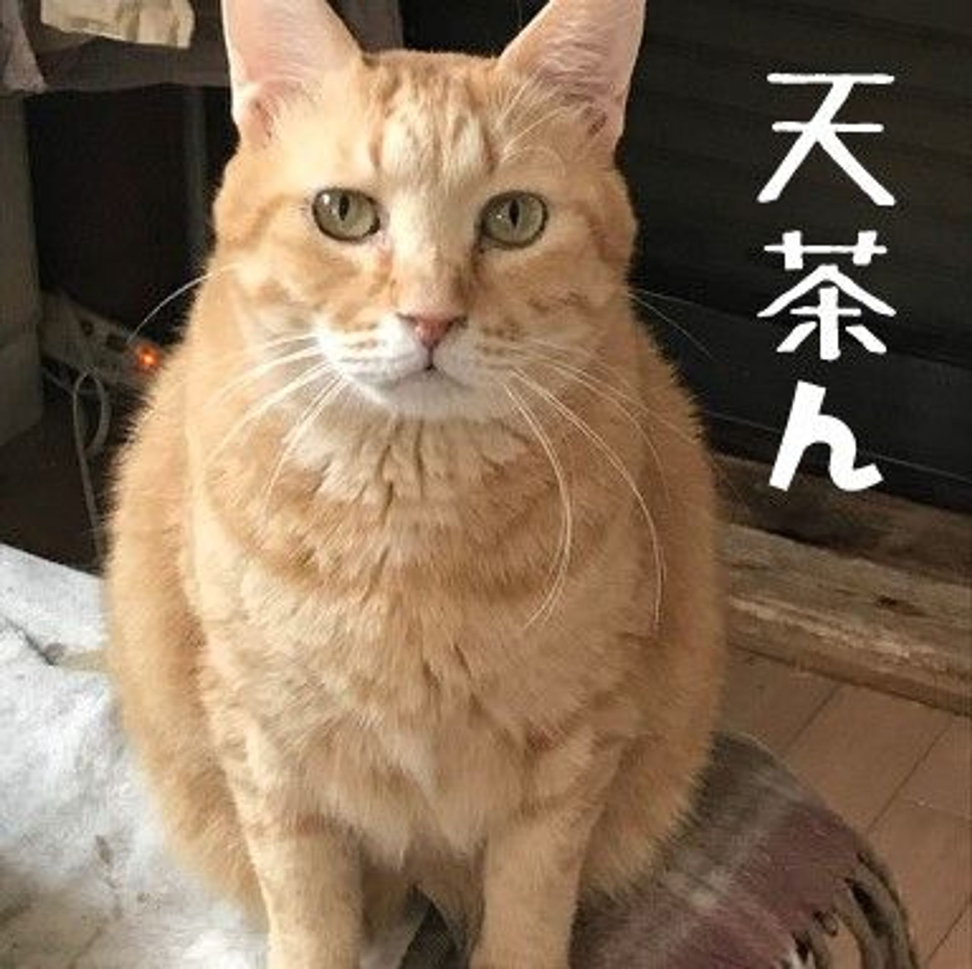 雑種（ミックス猫）・オスの里親募集の写真