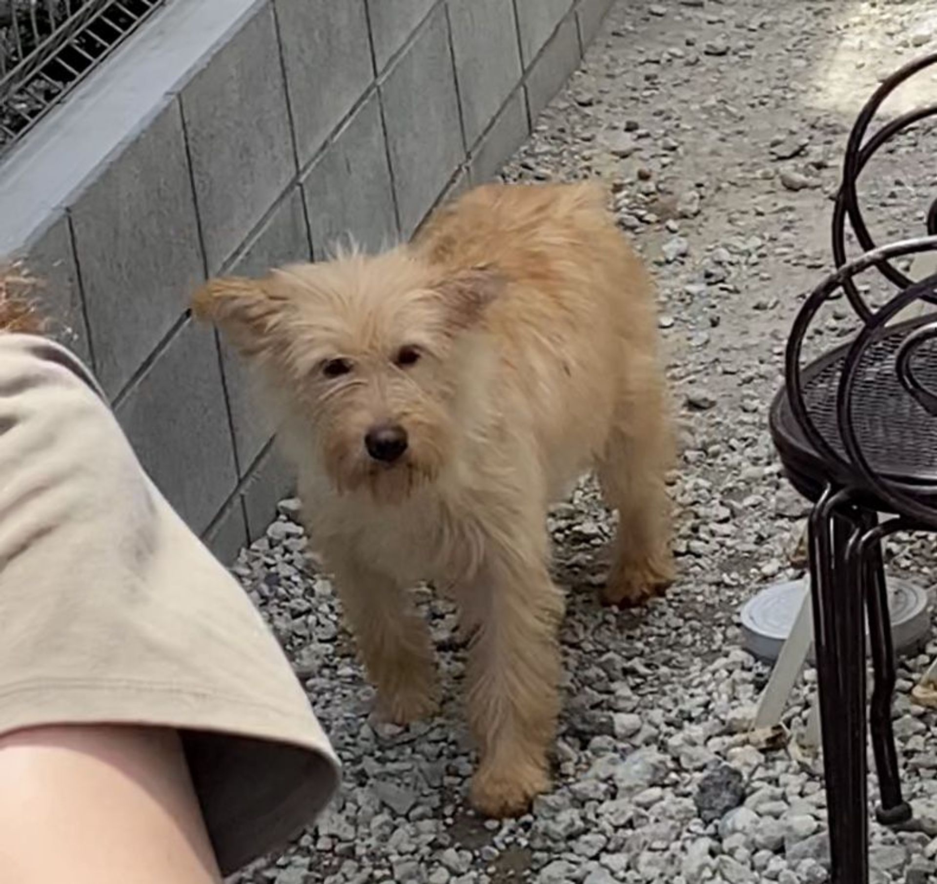 雑種（ミックス犬）・メスの里親募集の写真