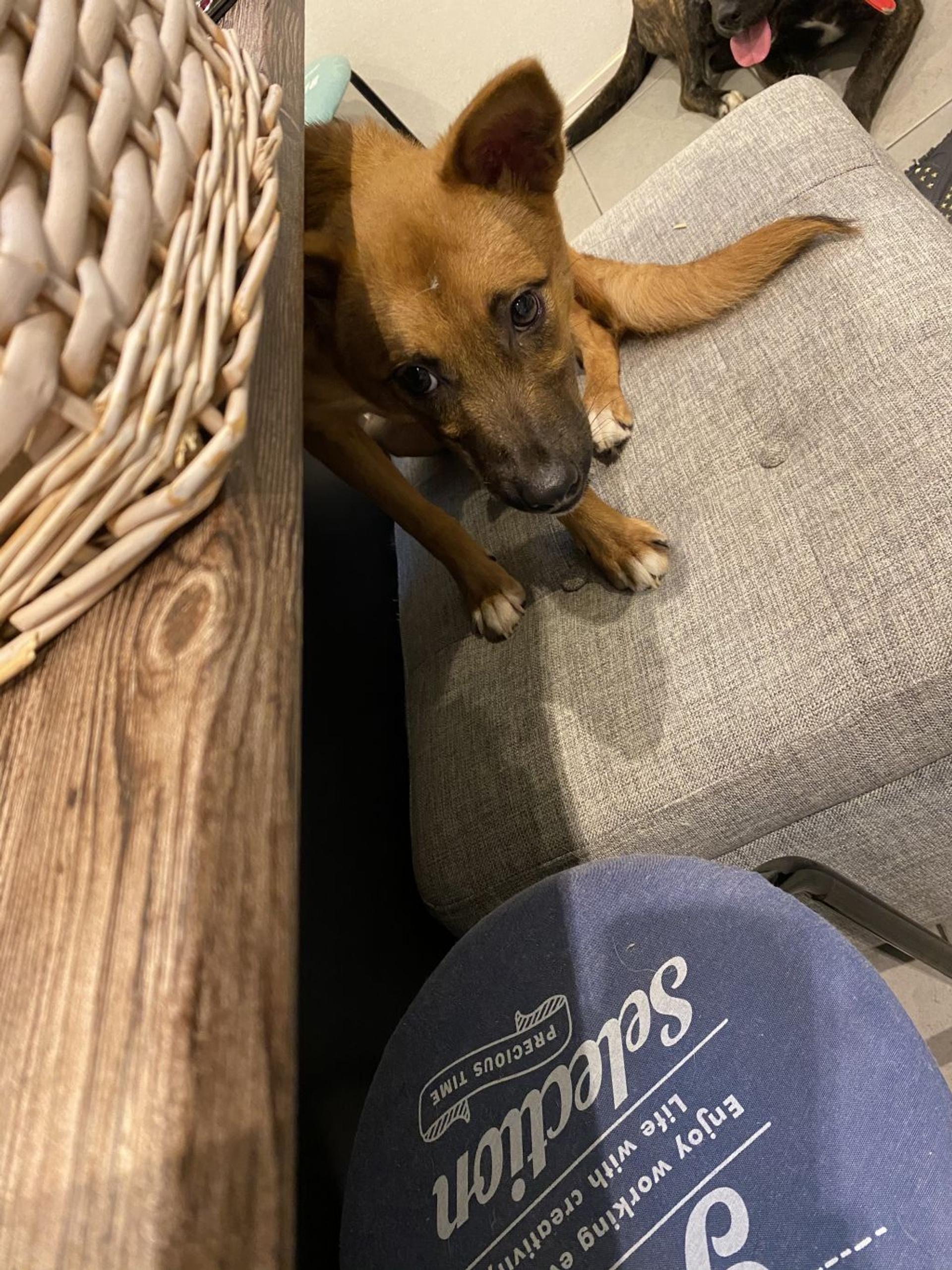 pet-image-2