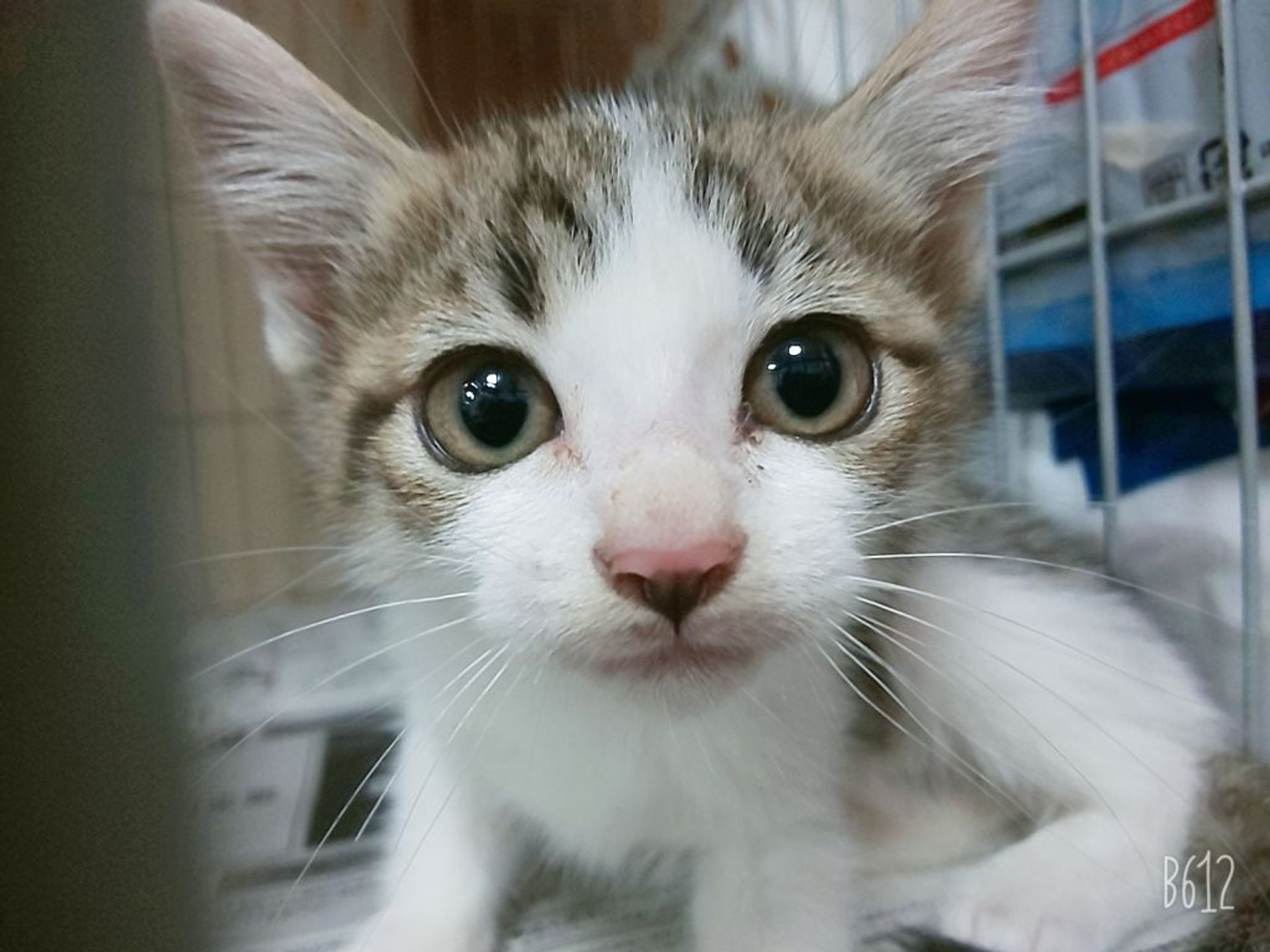 雑種（ミックス猫）・メスの里親募集の写真