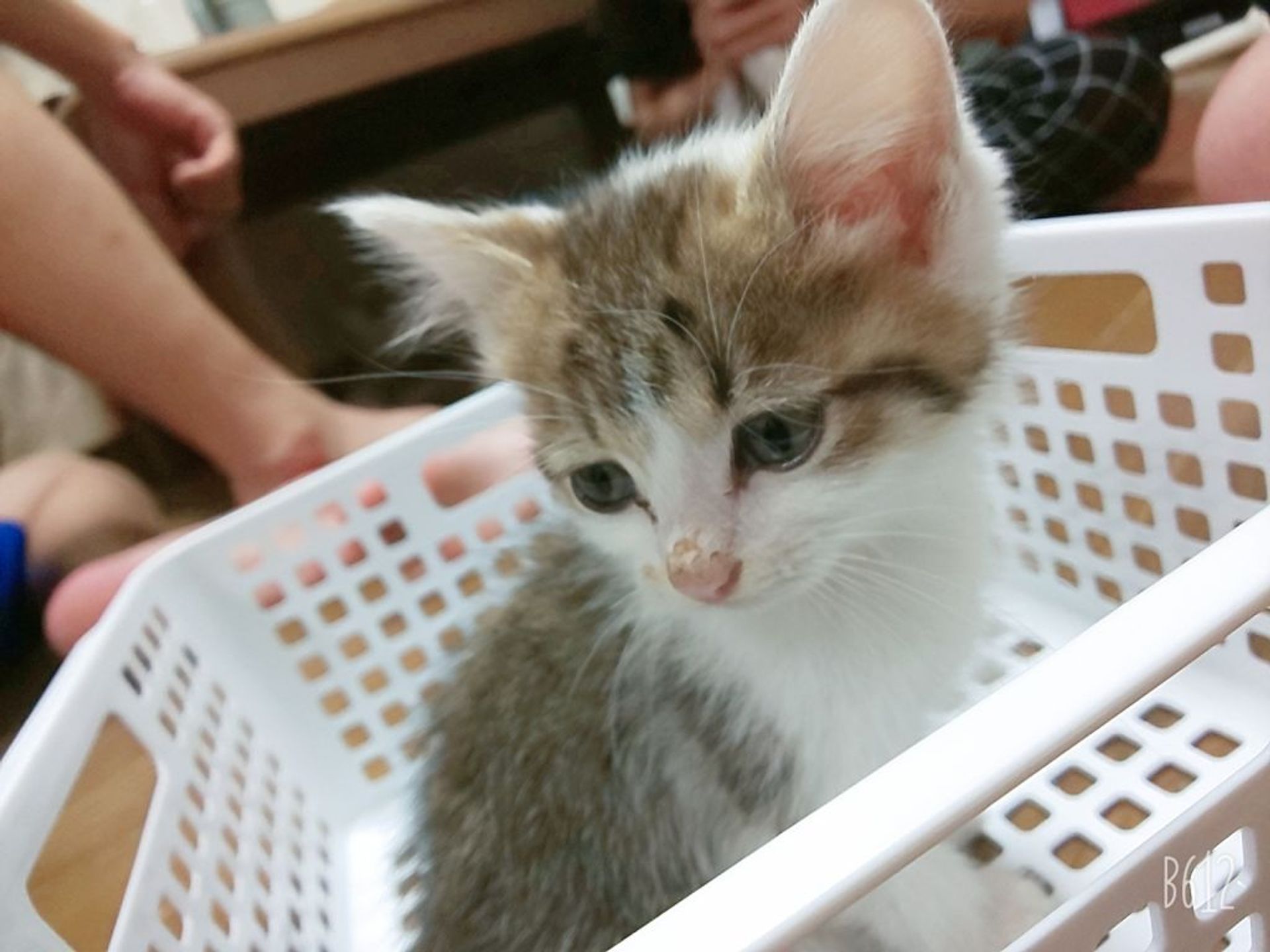 雑種（ミックス猫）・メスの里親募集の写真