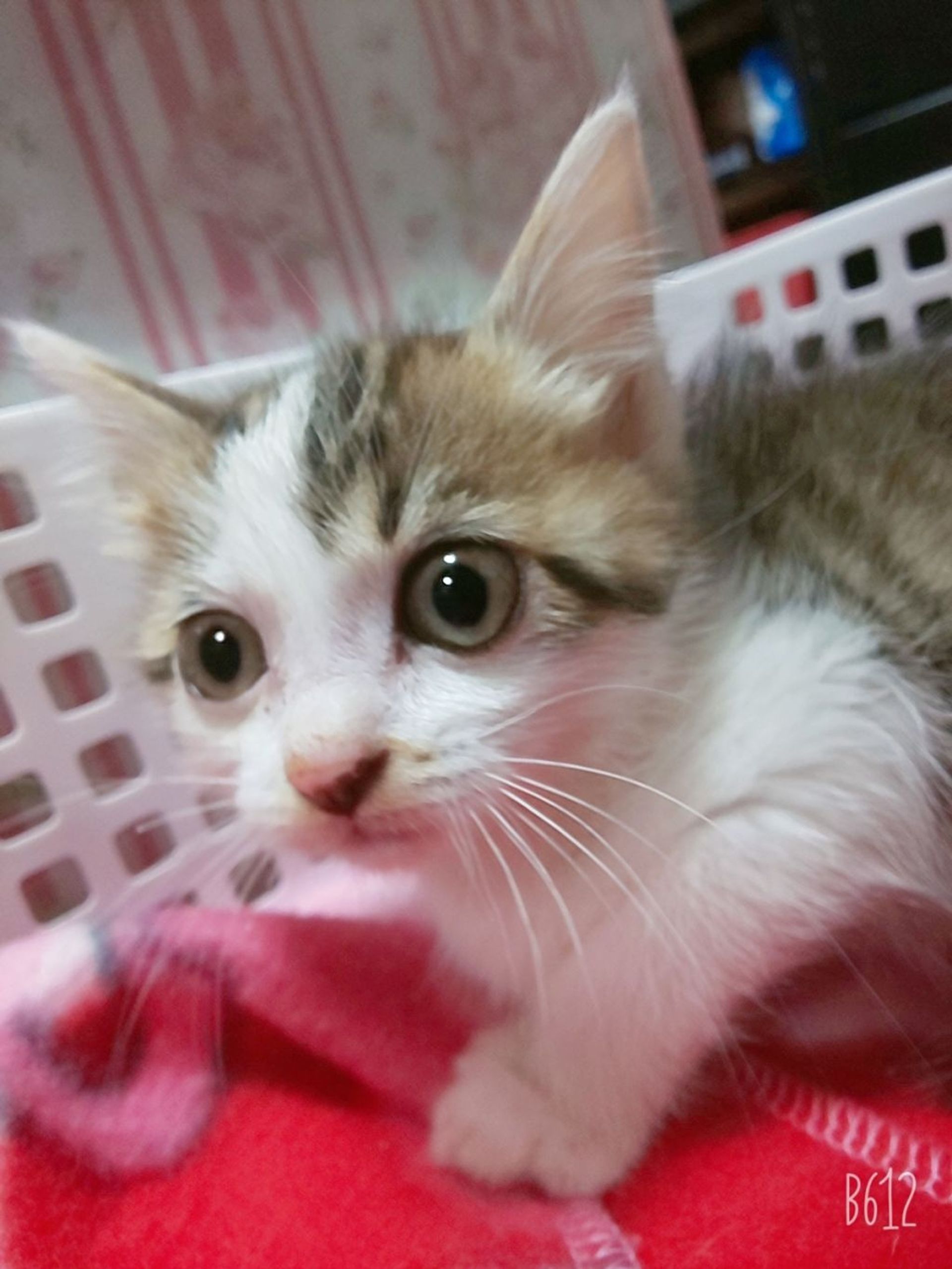 雑種（ミックス猫）・メスの里親募集の写真