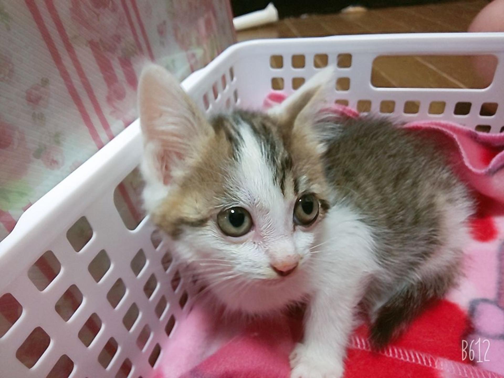 pet-image-2
