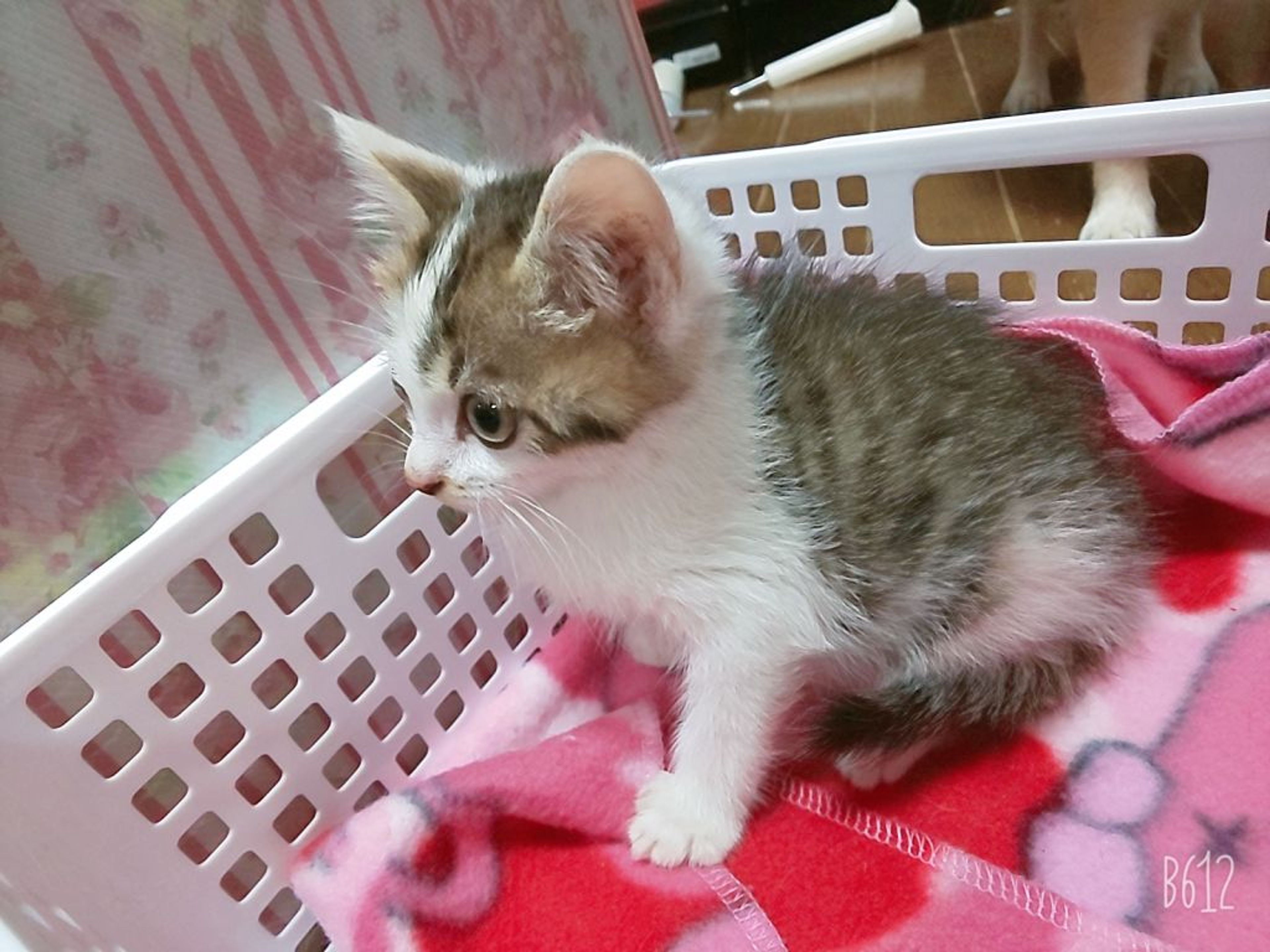 pet-image-4