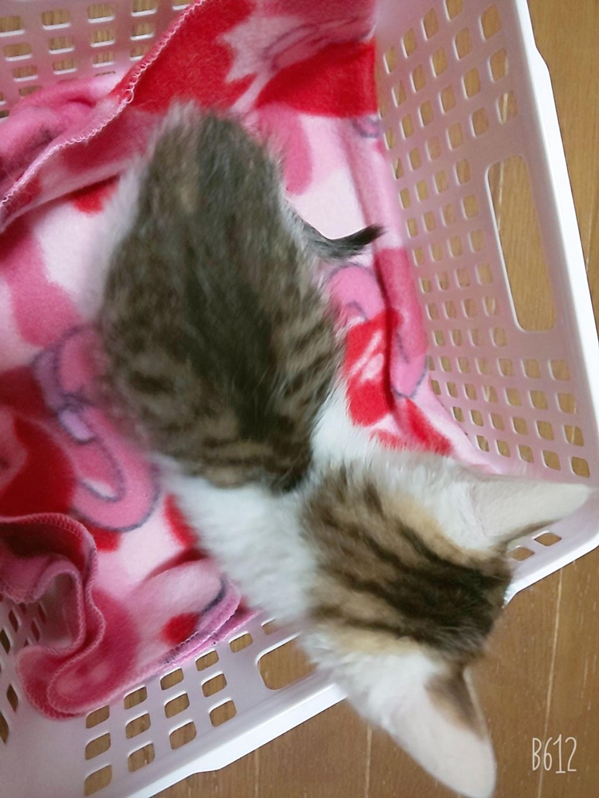pet-image-6