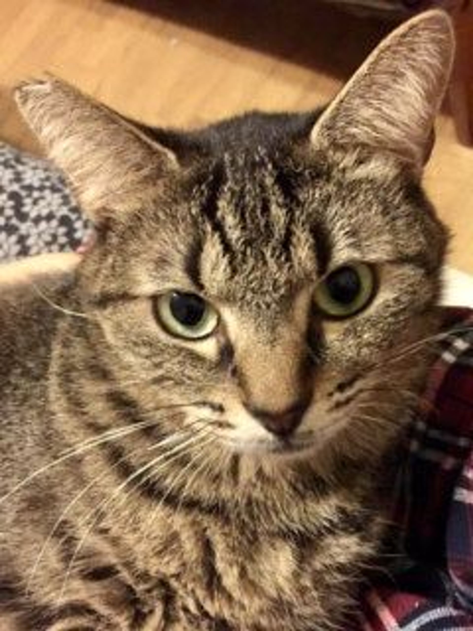 雑種（ミックス猫）・オスの里親募集の写真