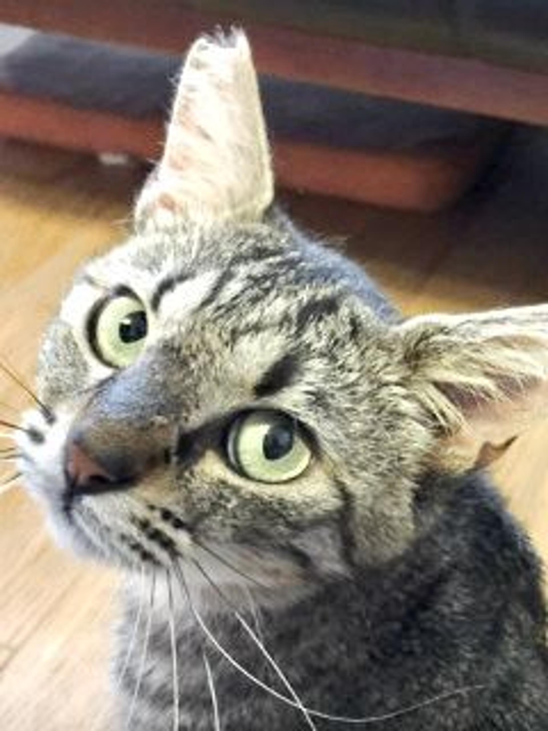 pet-image-4