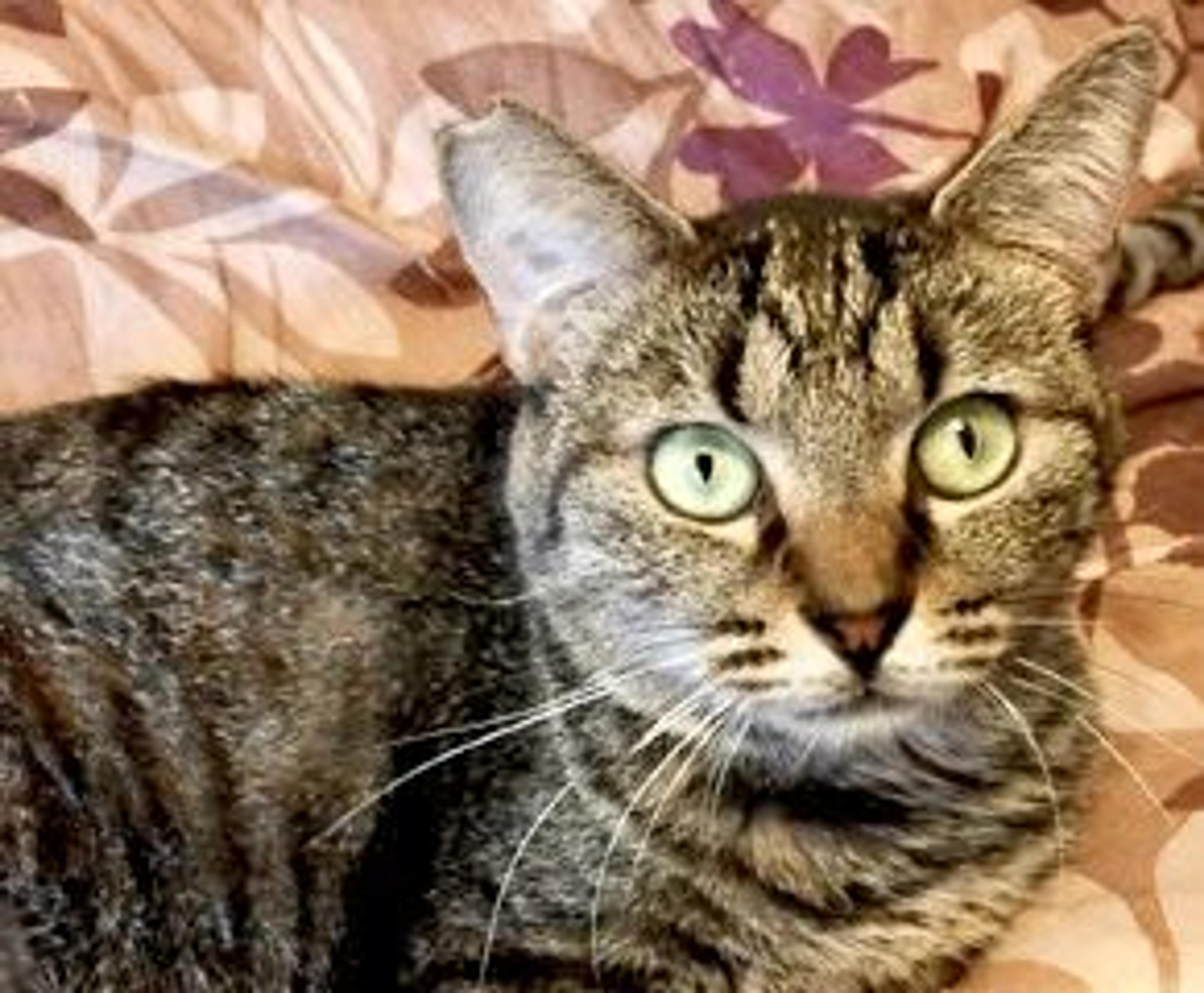 pet-image-5