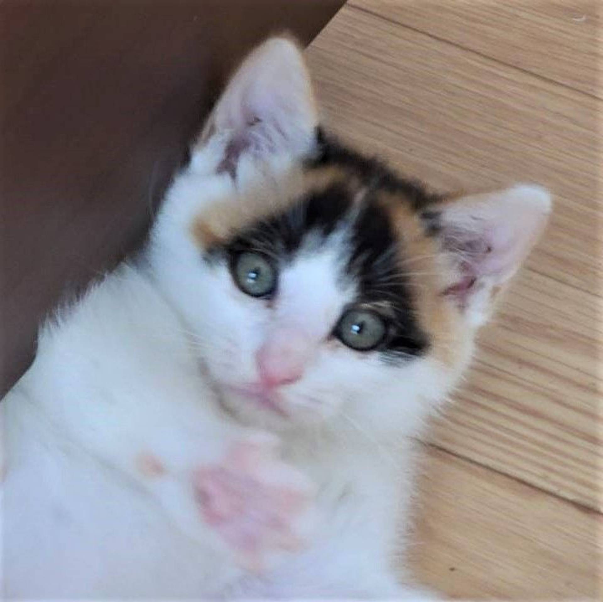 雑種（ミックス猫）・メスの里親募集の写真