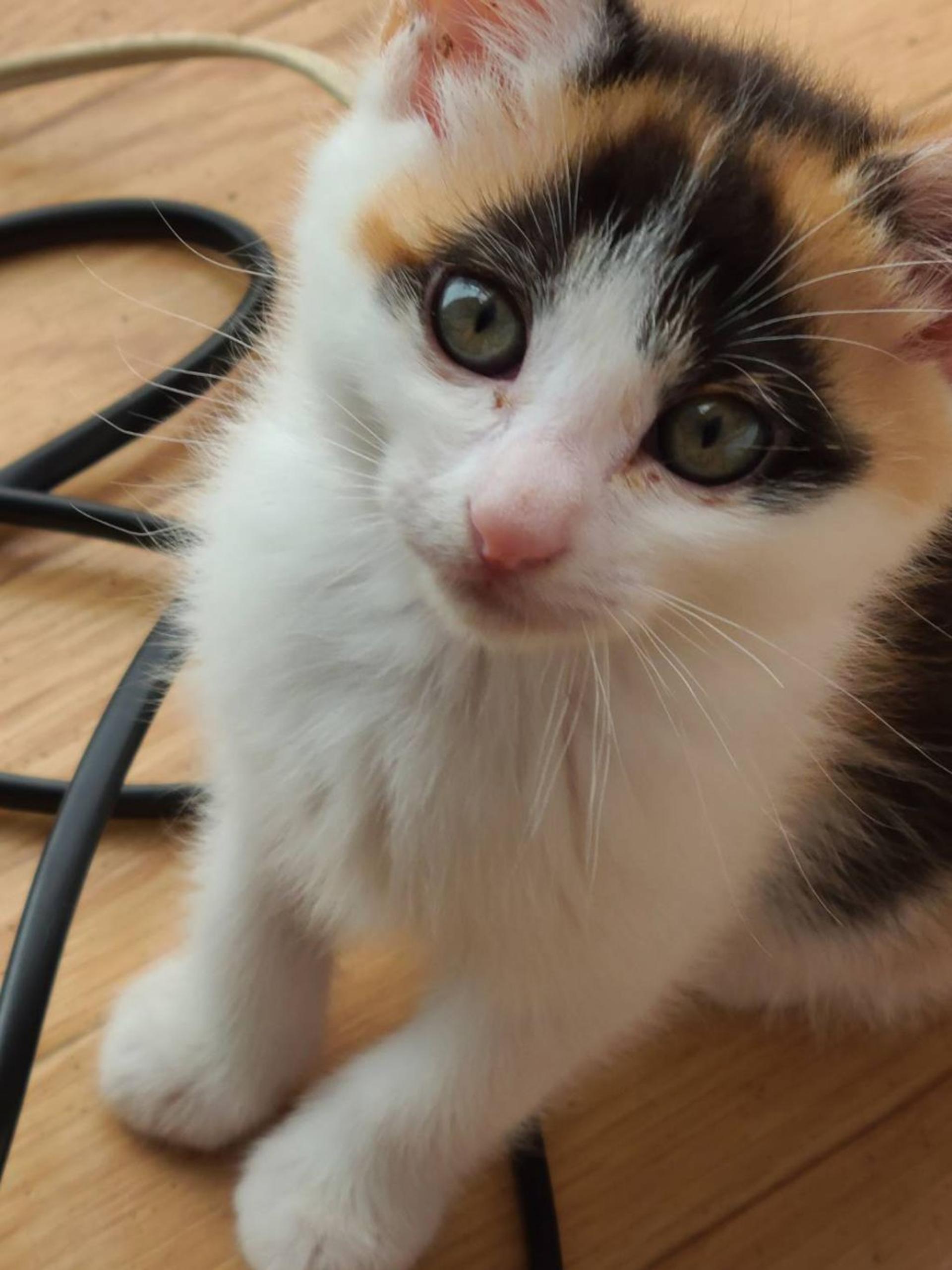 pet-image-2