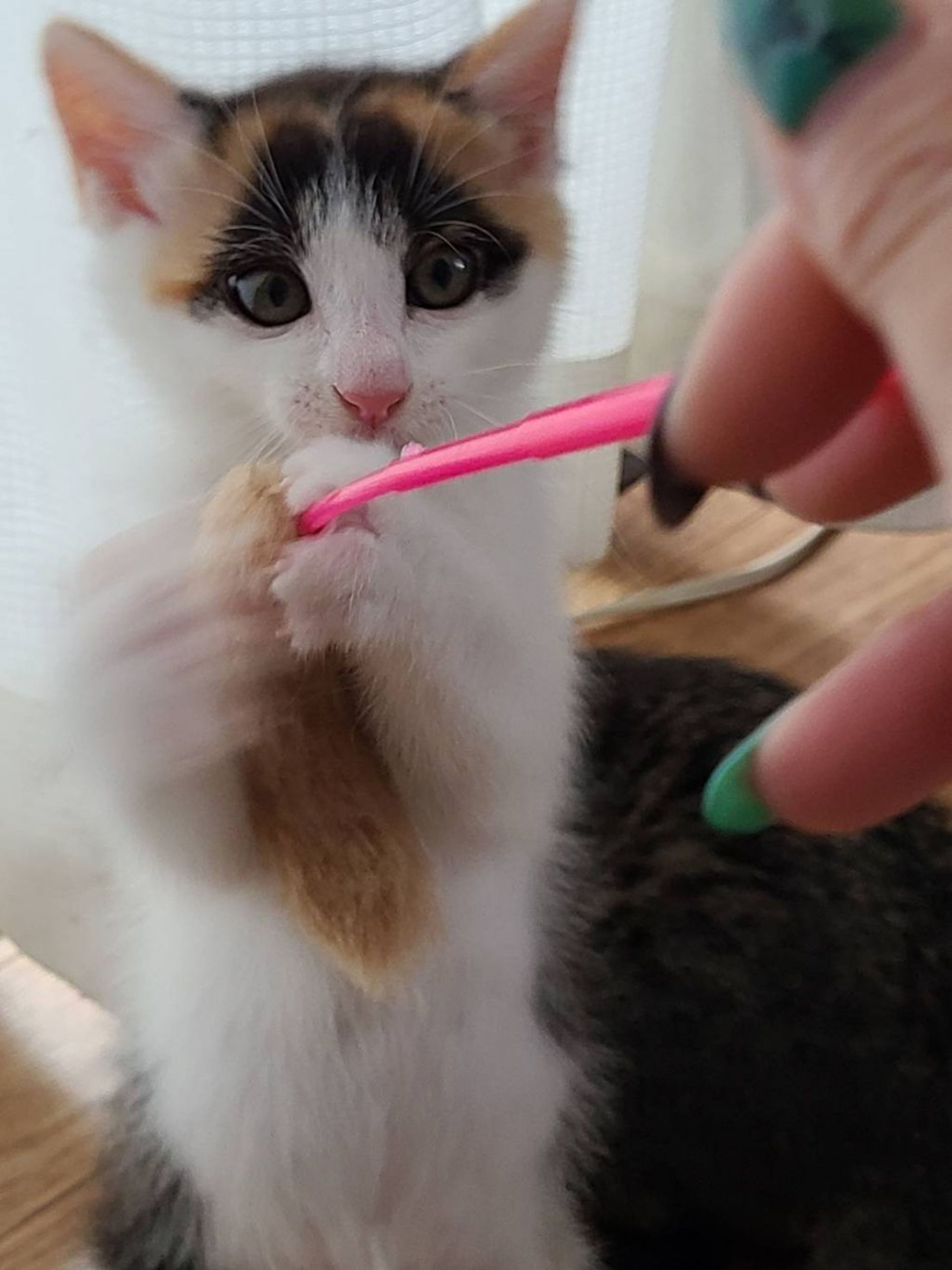pet-image-3
