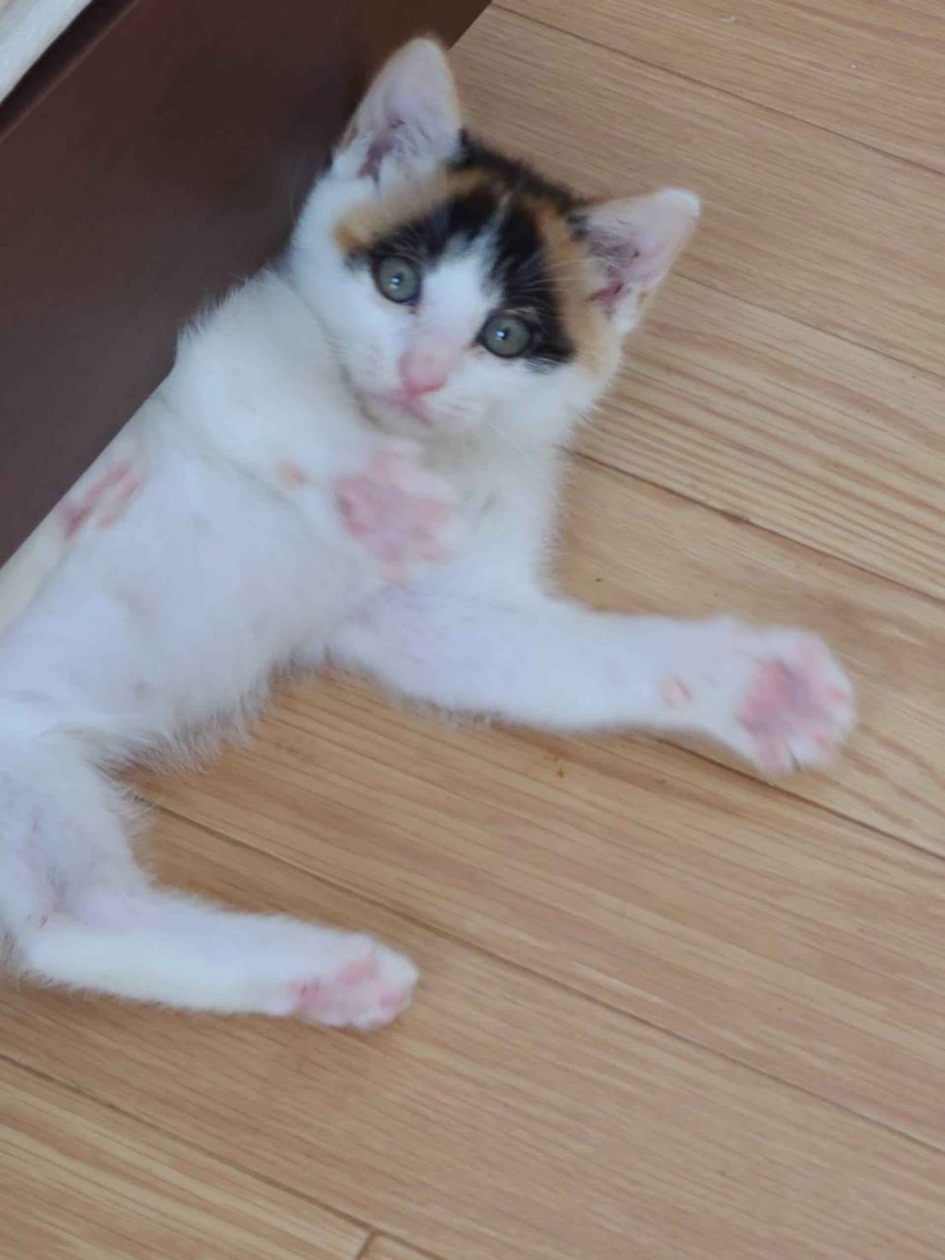 pet-image-6