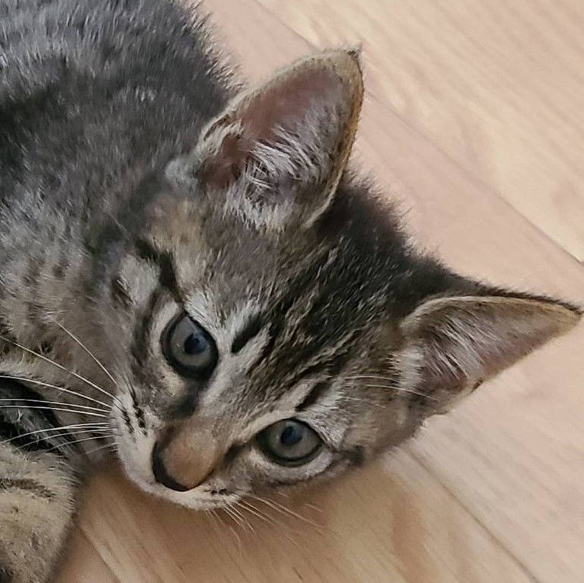 雑種（ミックス猫）・メスの里親募集の写真