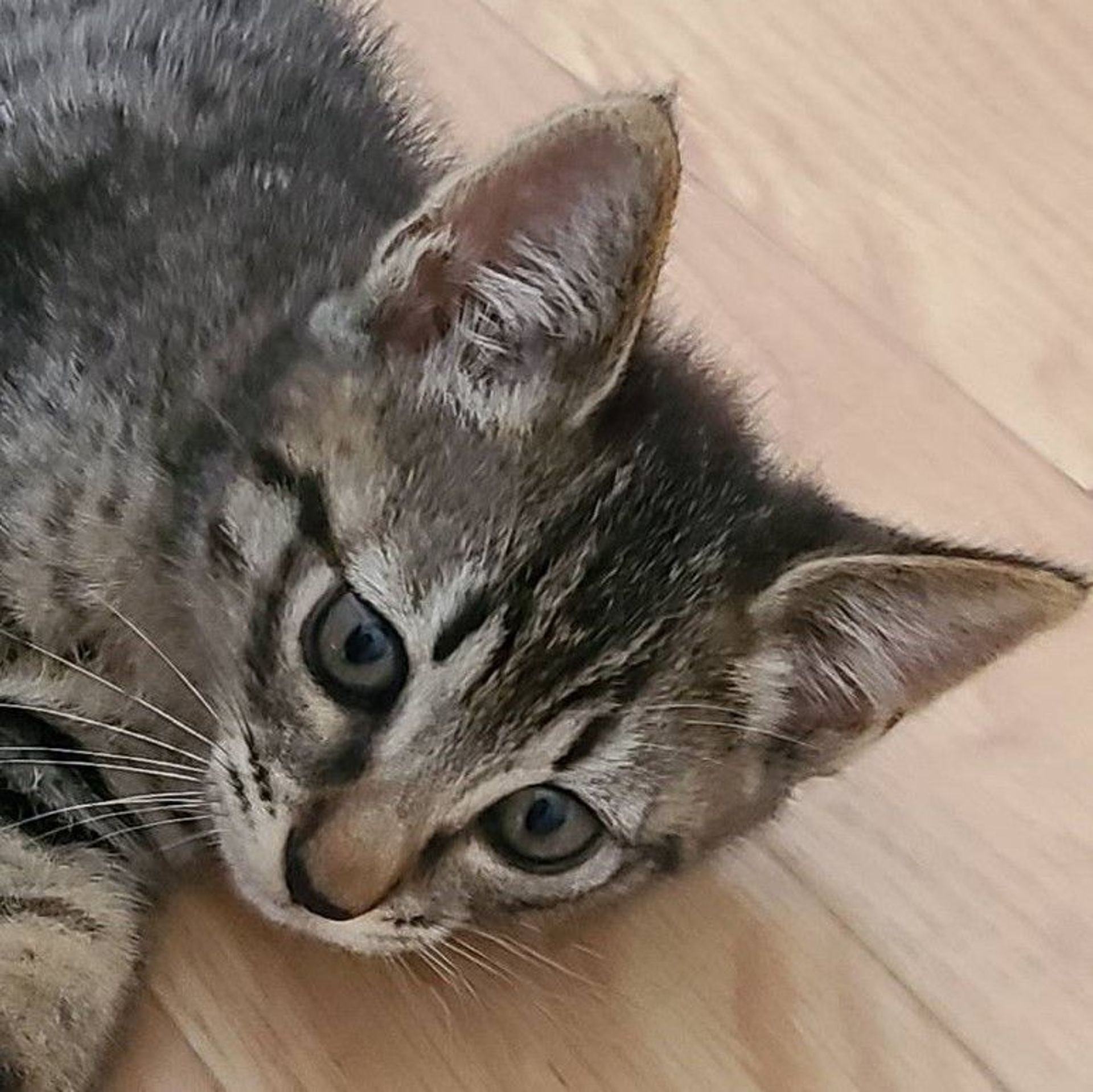 雑種（ミックス猫）・メスの里親募集の写真