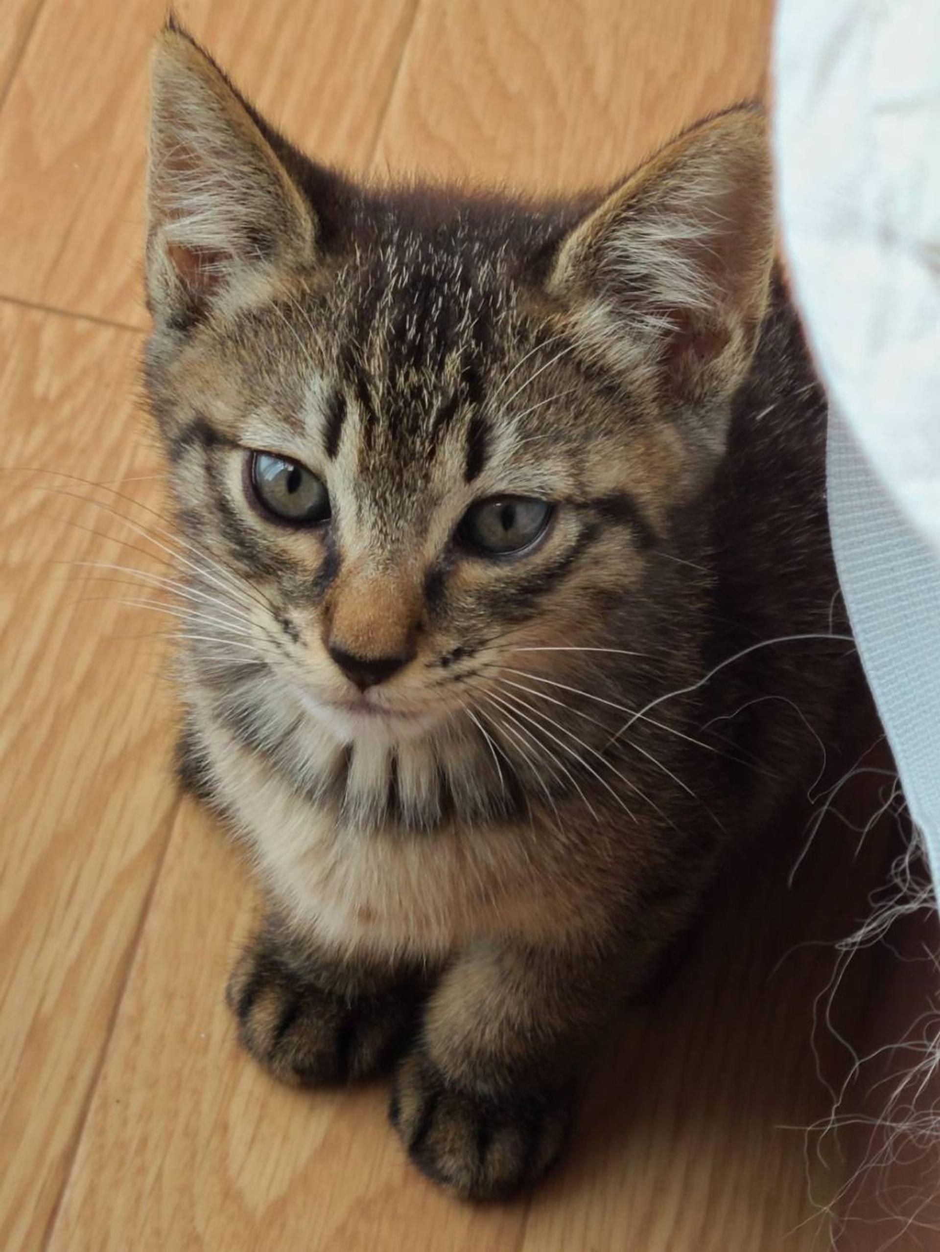 pet-image-2