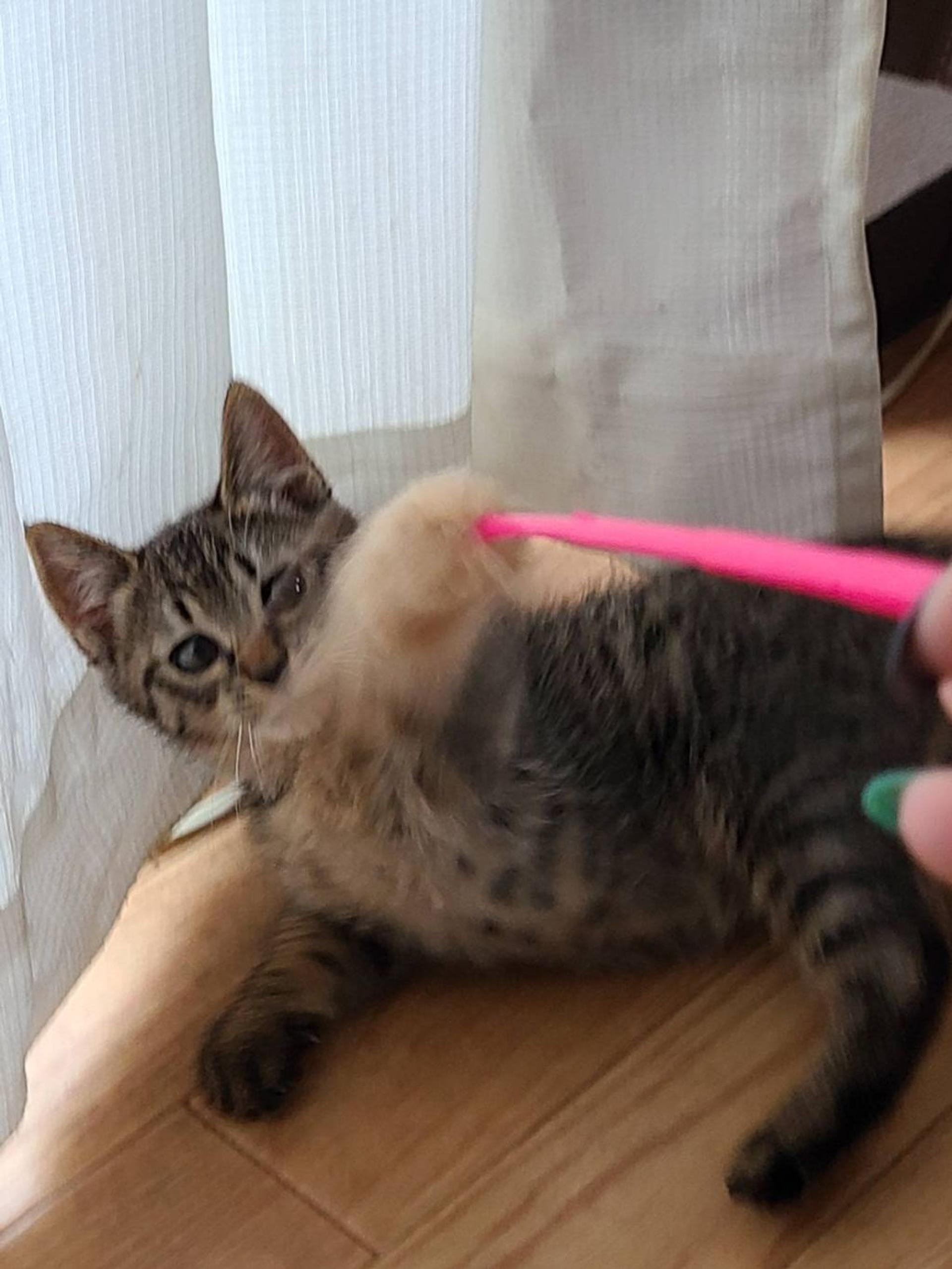 pet-image-4