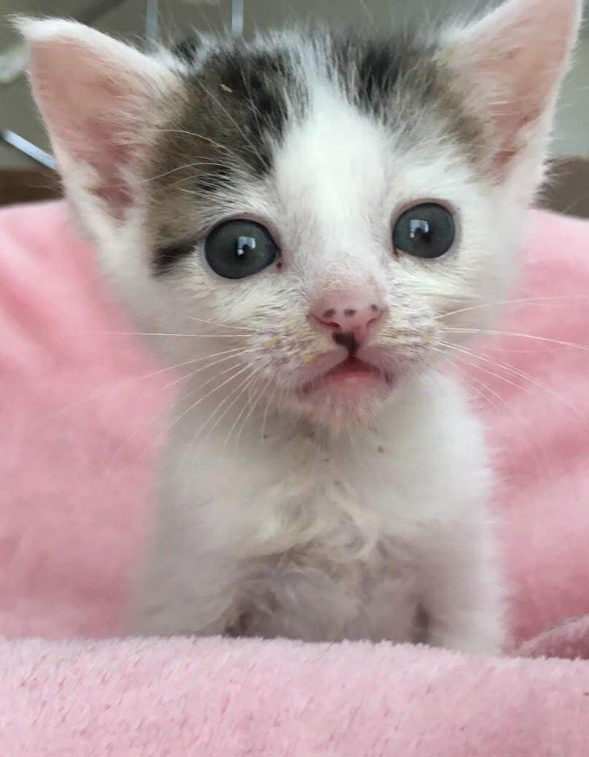 pet-image-3