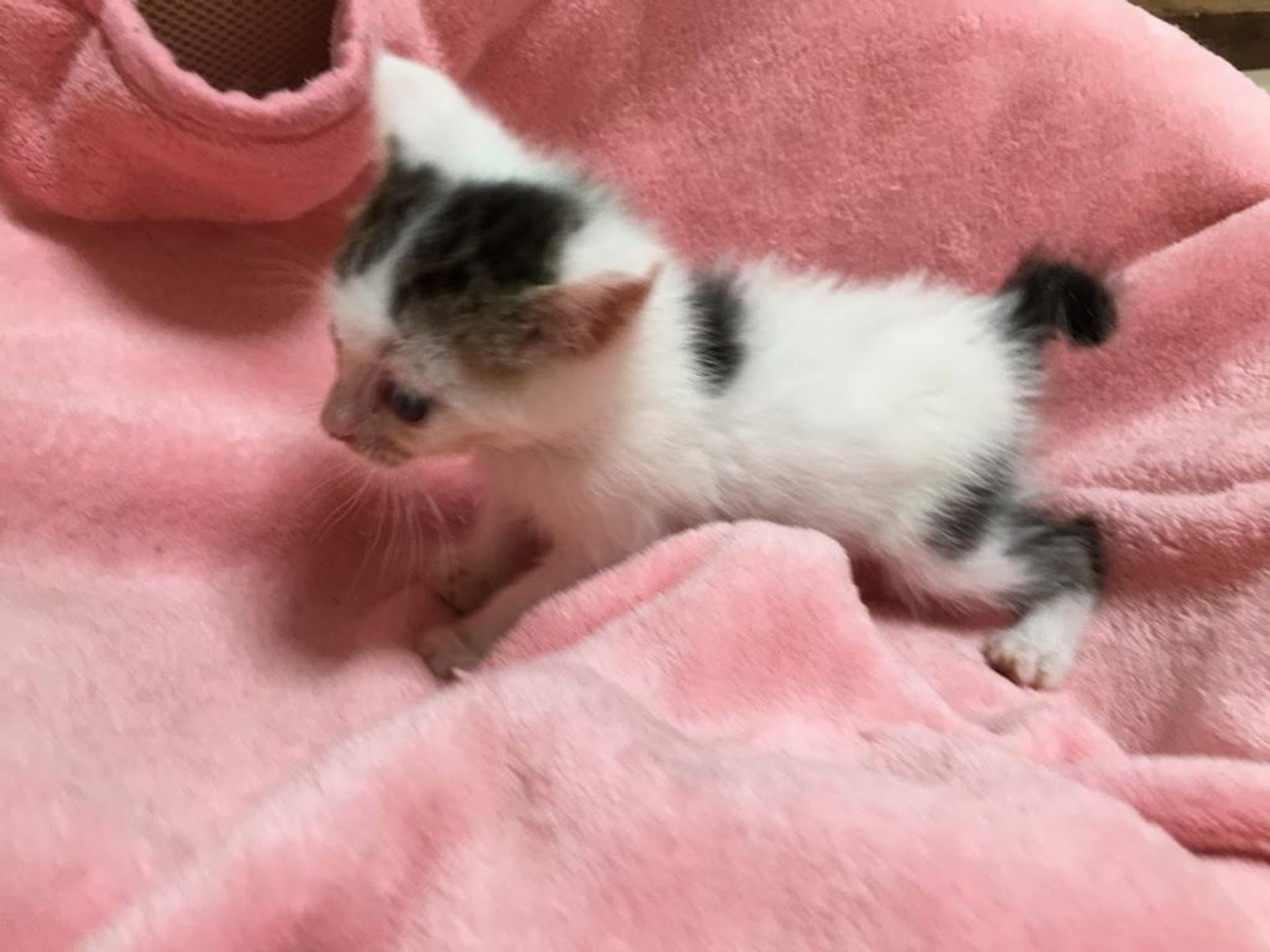 pet-image-2
